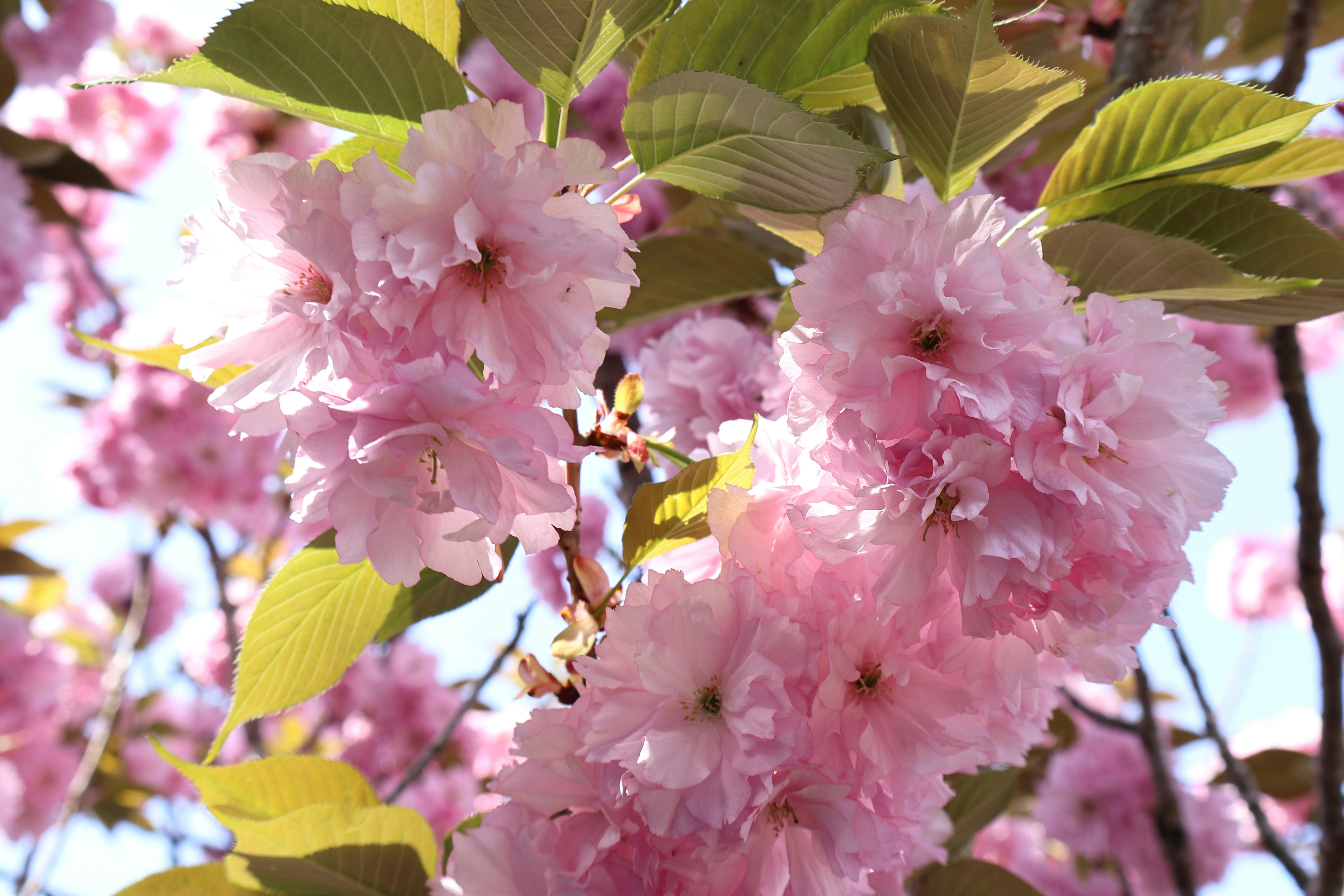 Pink blossoms bloom on a tree.