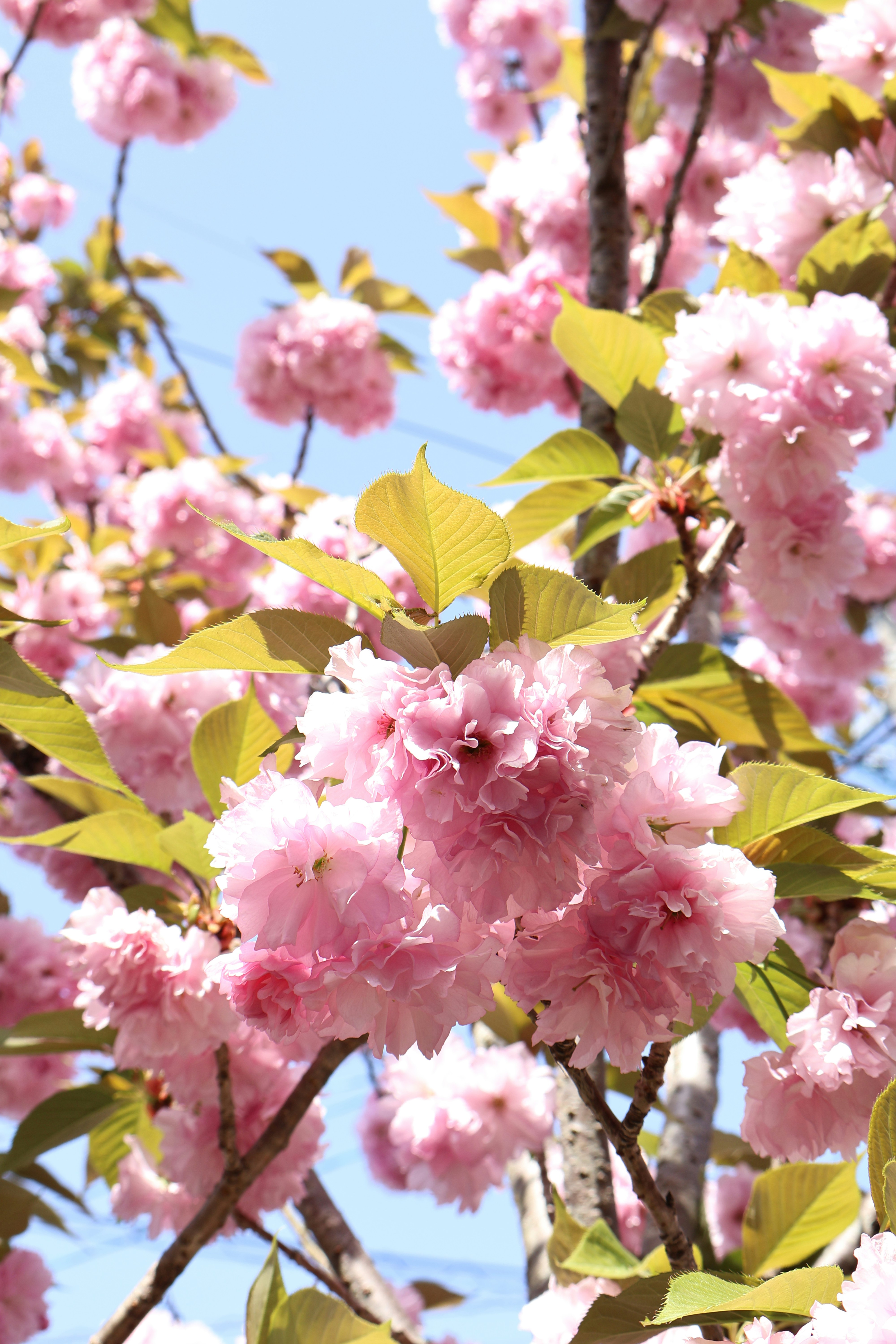 Photo by vickeekiwiwow