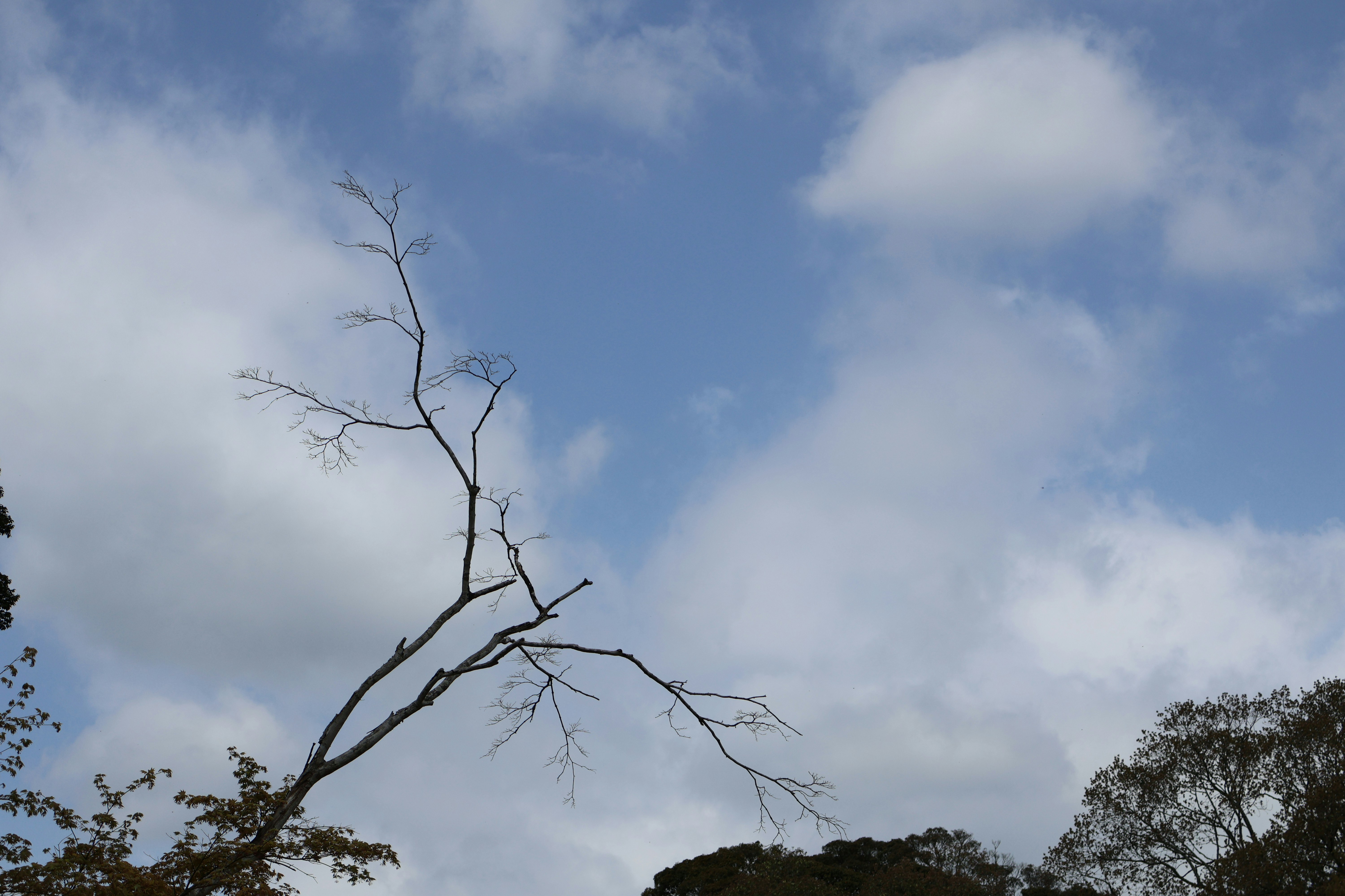 Bare tree branches reach into a cloudy sky.