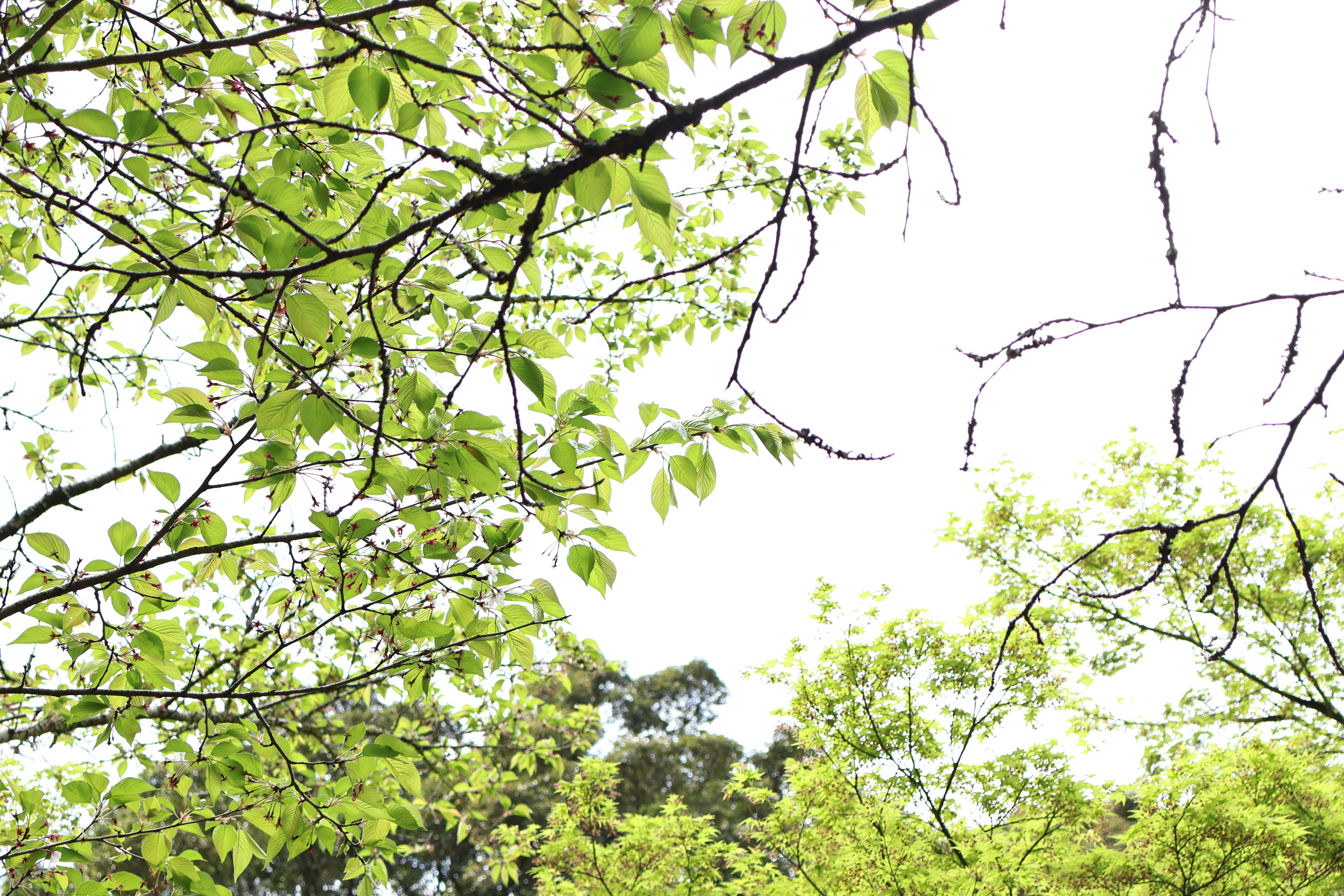 Green leaves and branches against a bright sky.