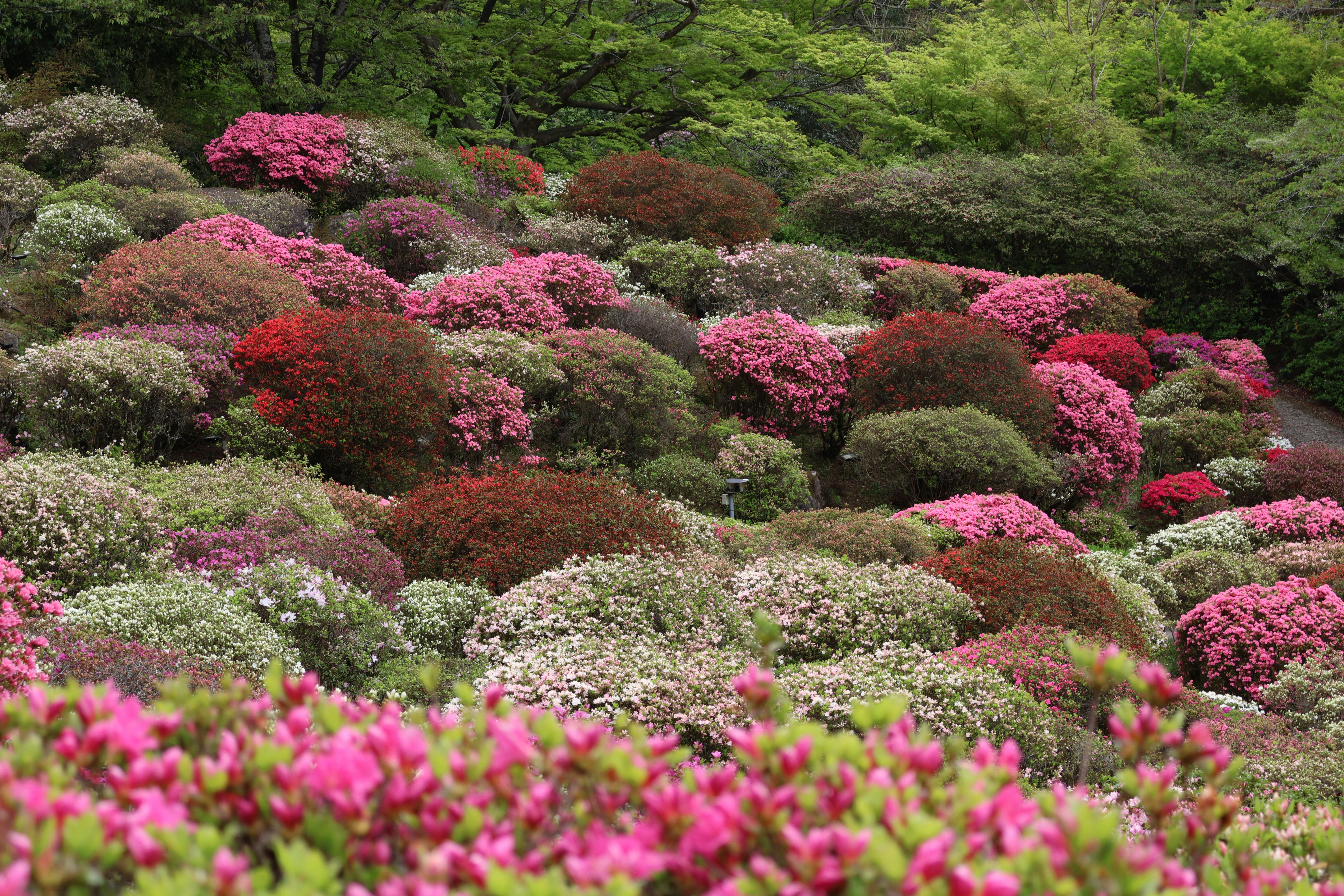 Photo by vickeekiwiwow