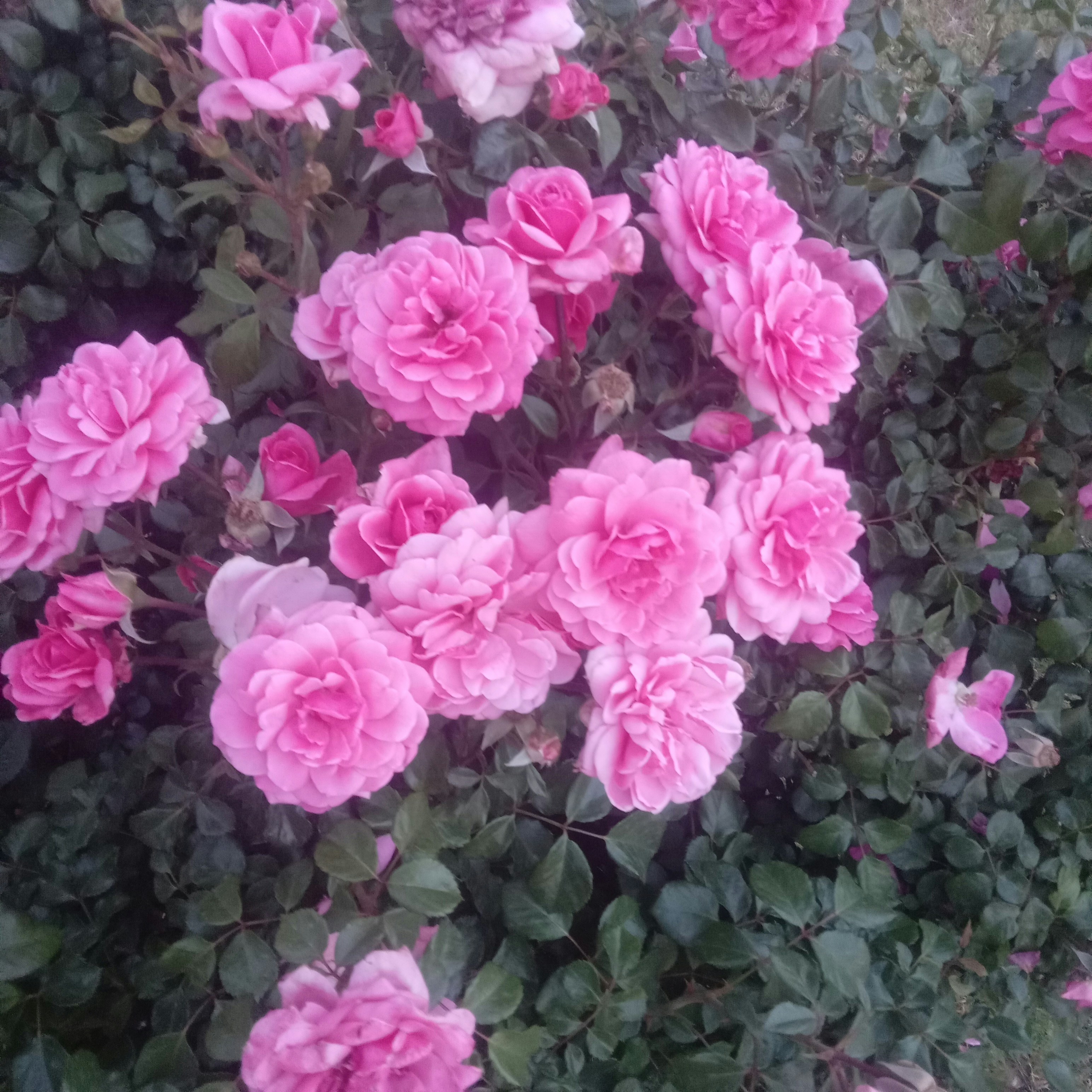 Riaz Khilji (@riazkhilji) | Unsplash Photo Community