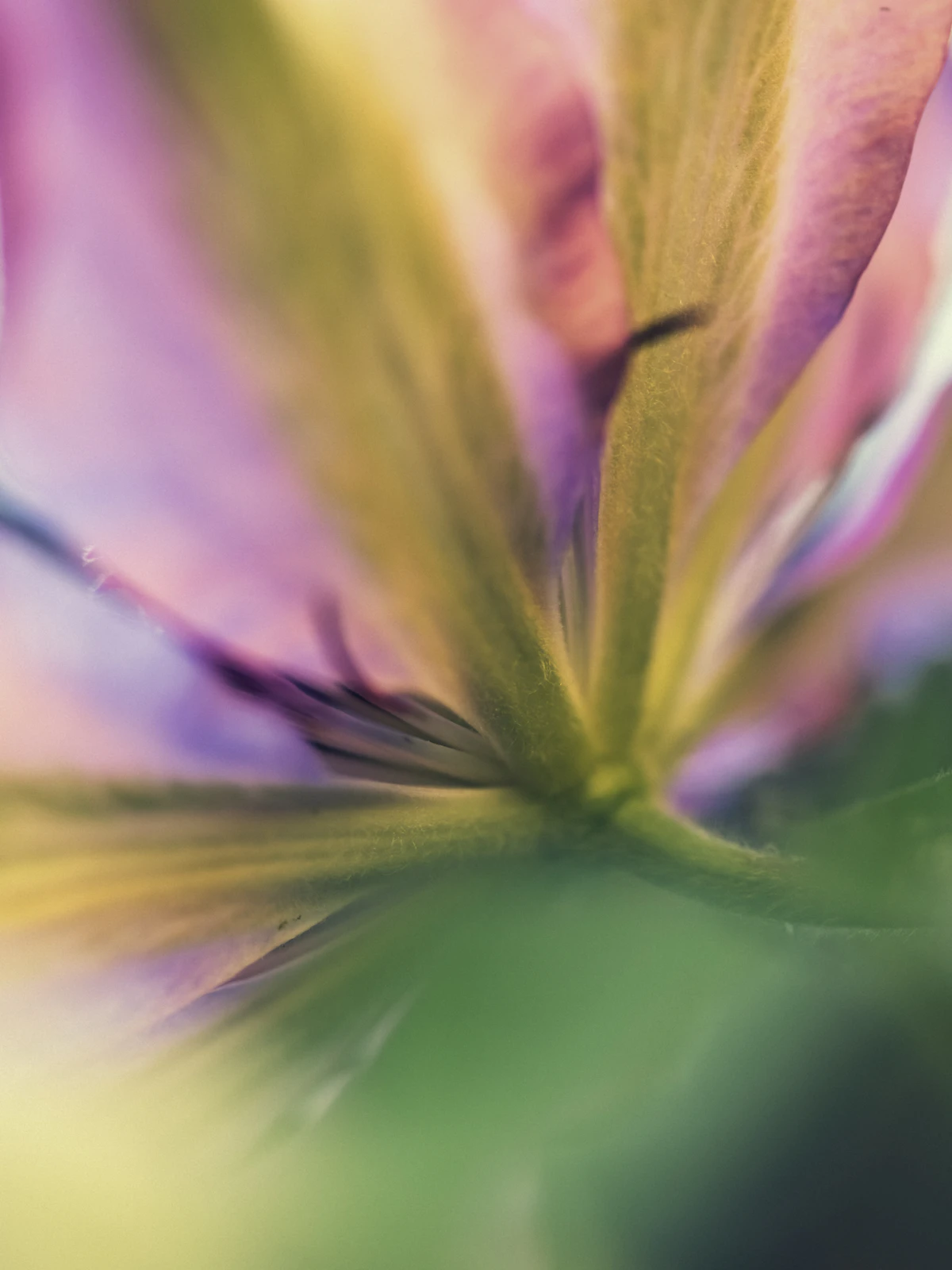 Hyper-detailed macro of vibrant pink and purple flower petals, saturated botanical color study