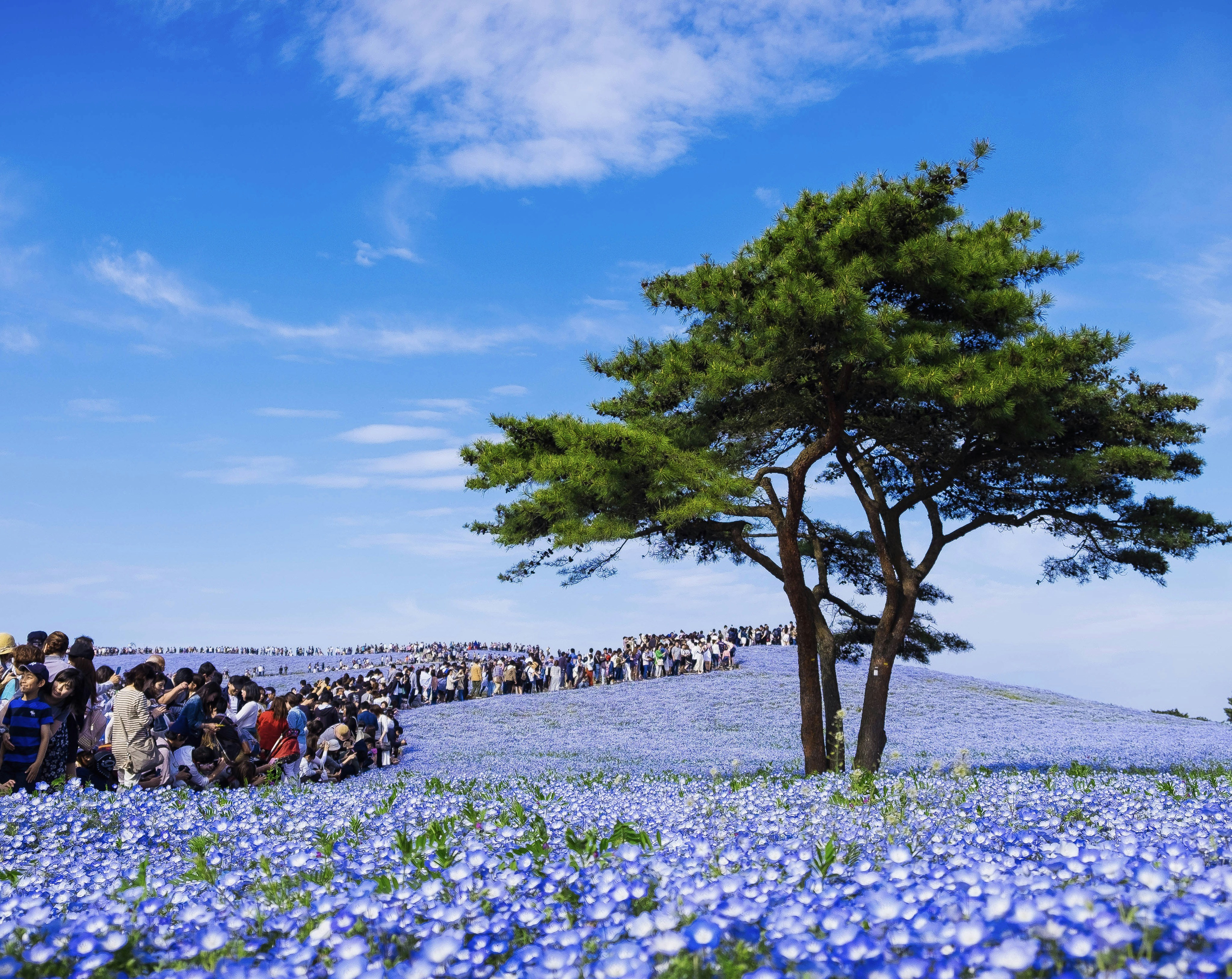 A tree stands over a field of blue flowers.