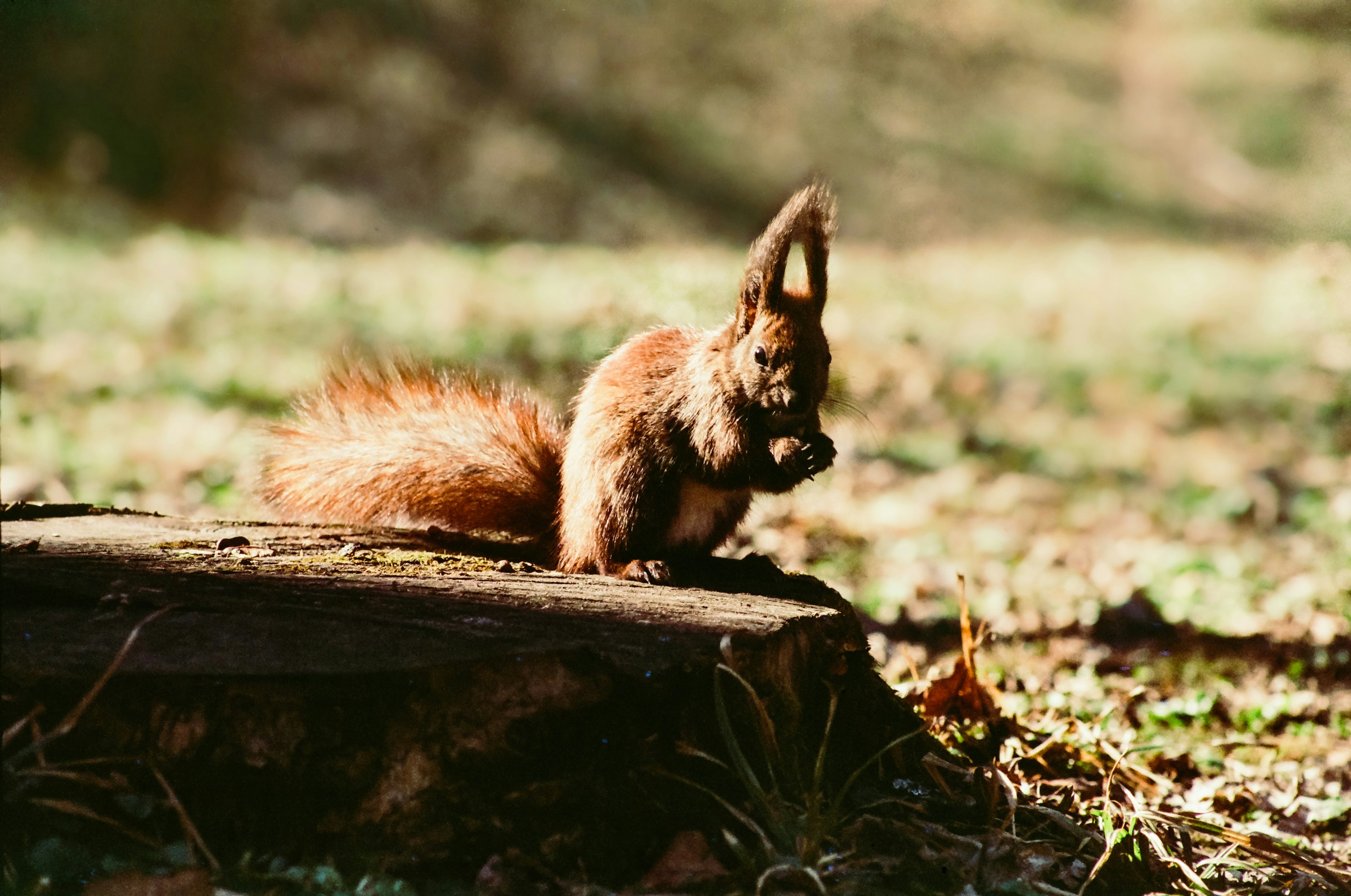 Photo by mineral_of_demon