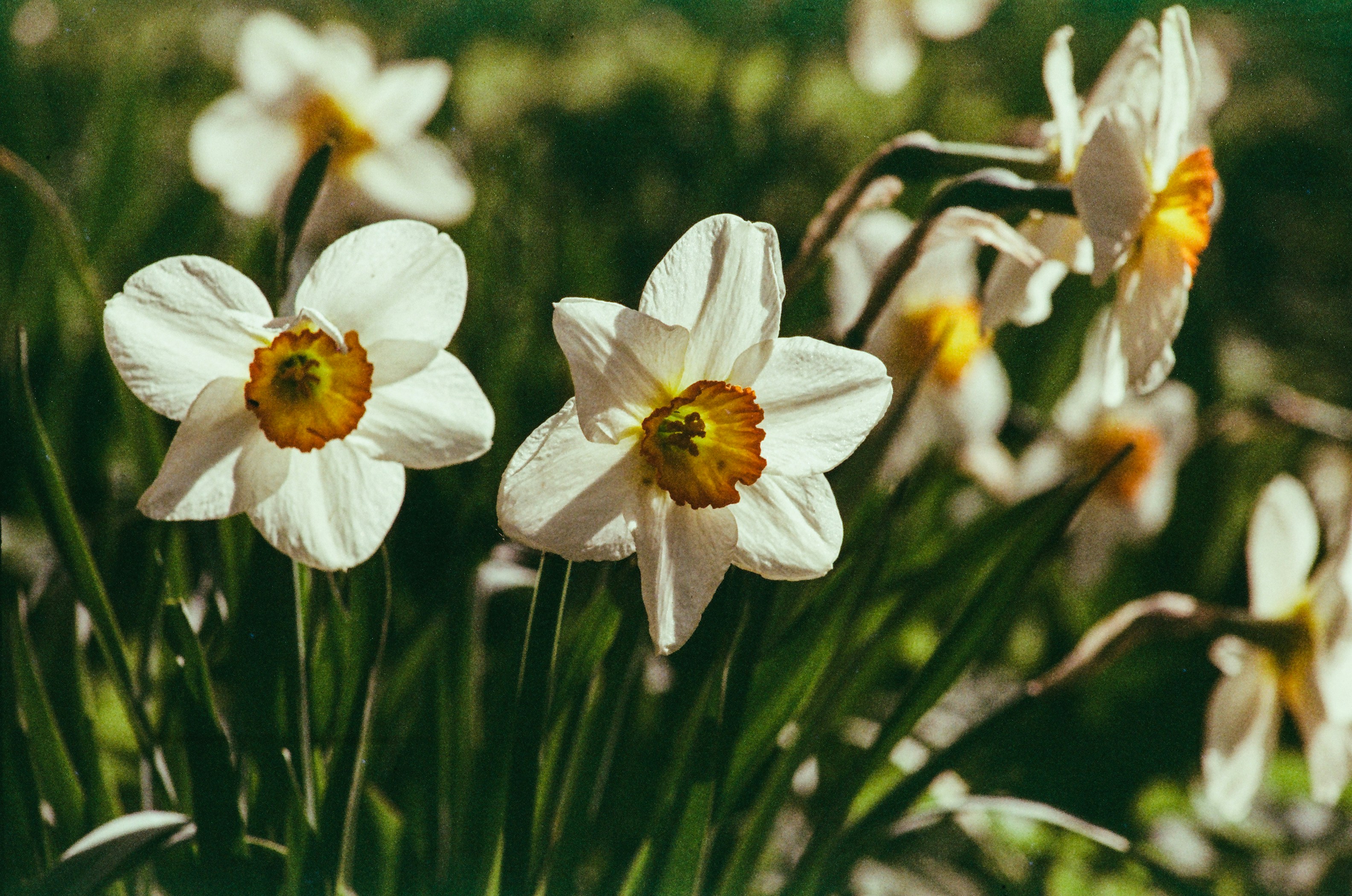 Photo by mineral_of_demon