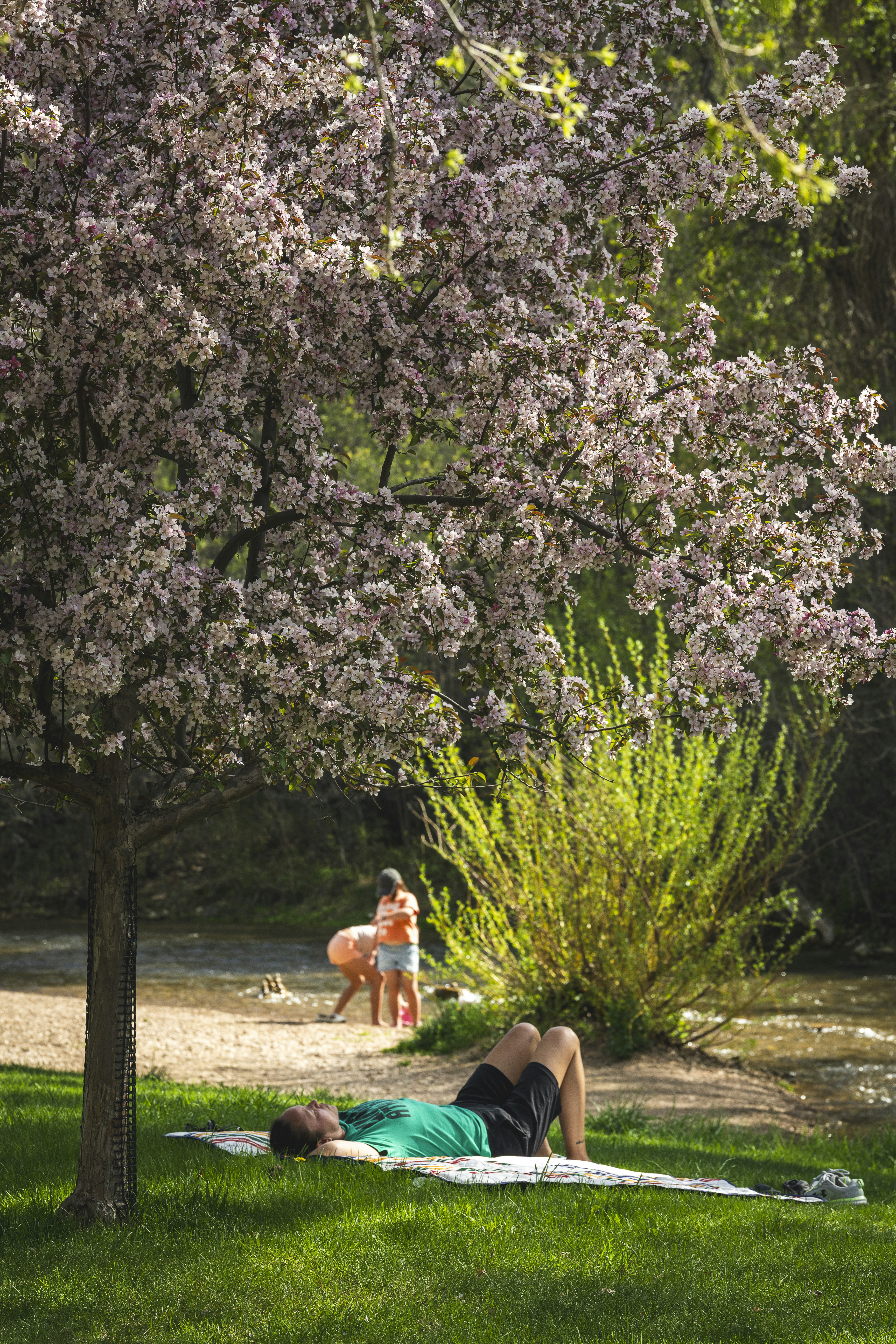 Man relaxing under a blossoming tree in a park.
