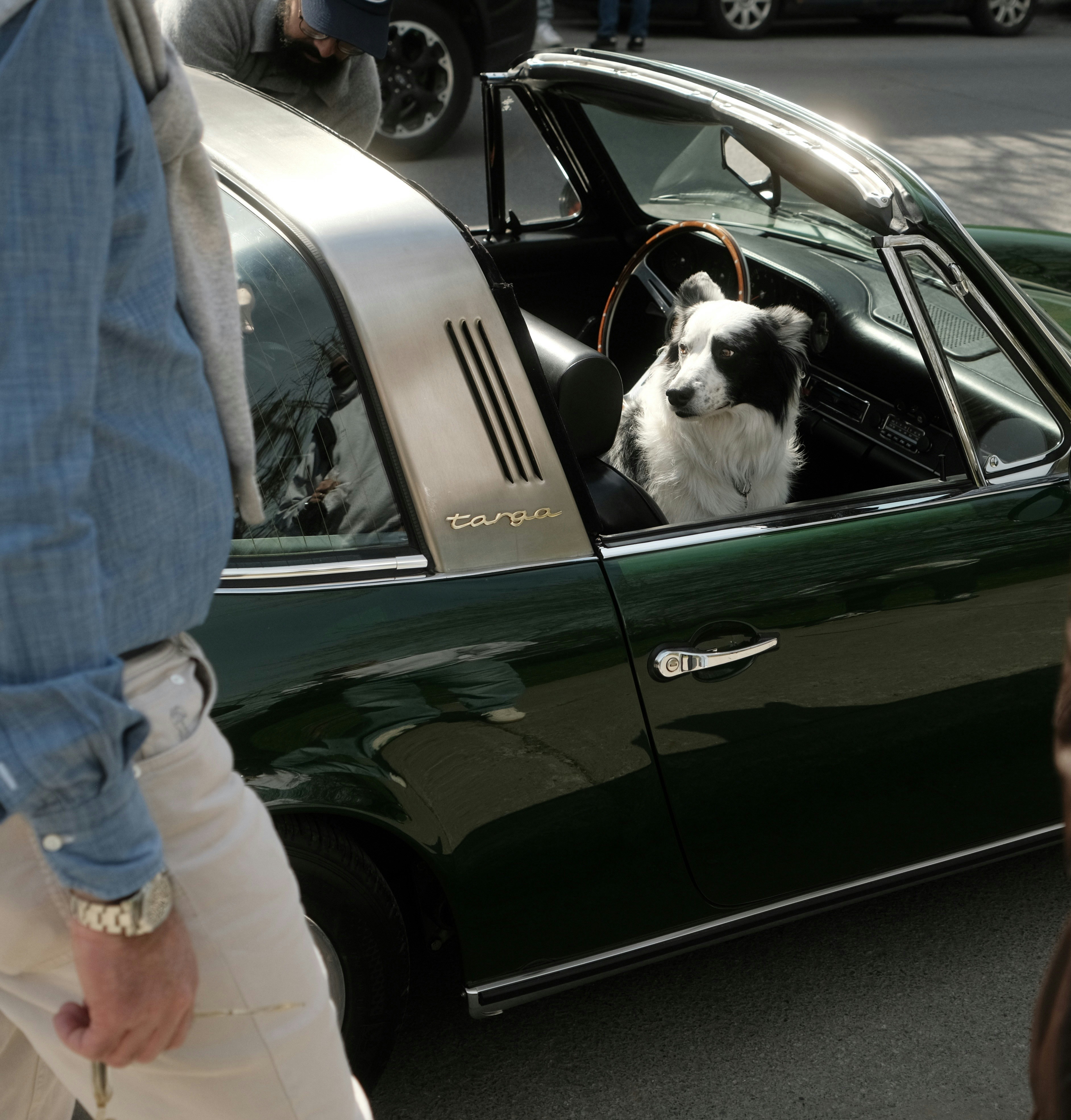 A dog and cat sit in a classic car.