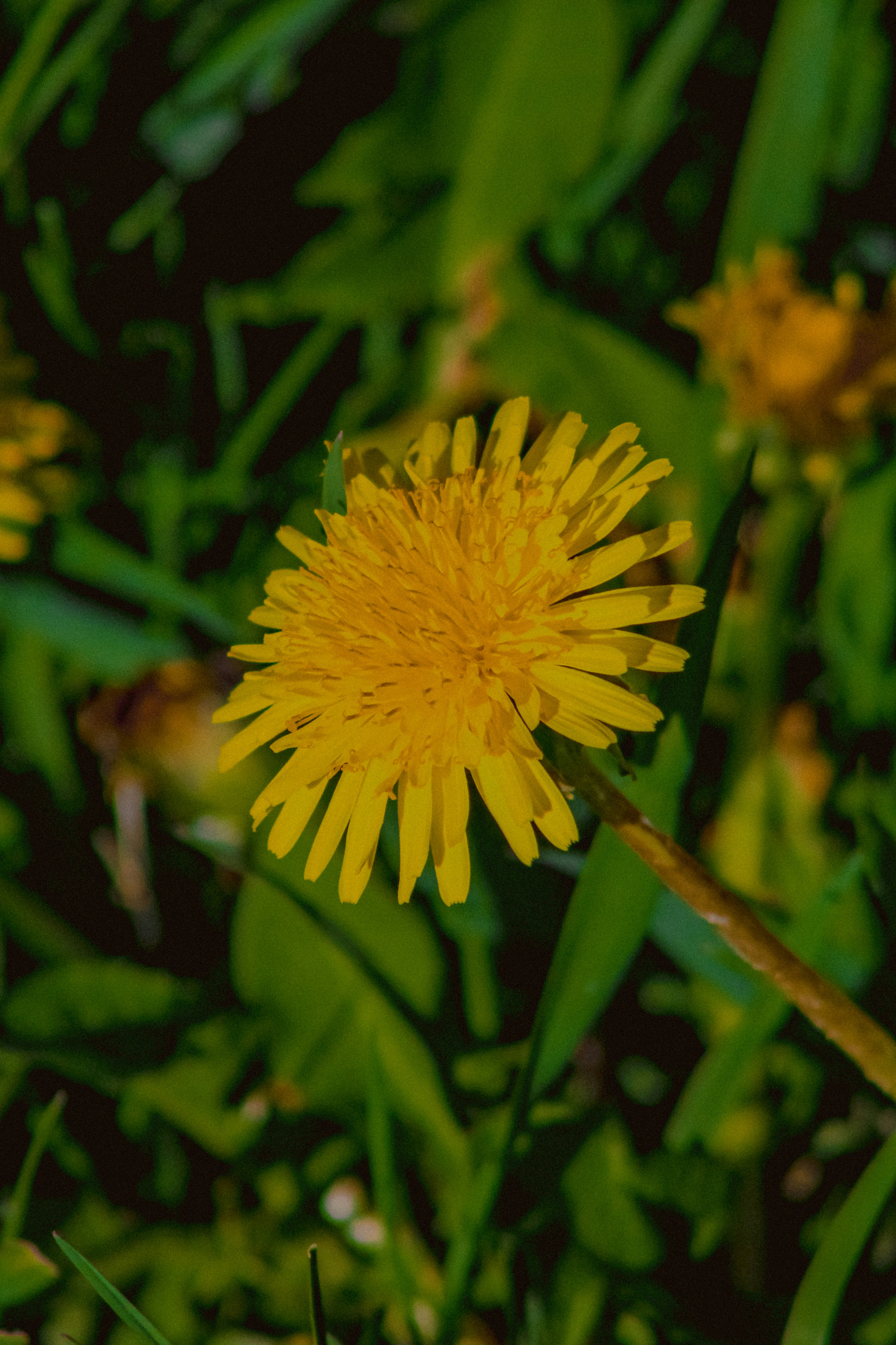 Photo by linusbelanger