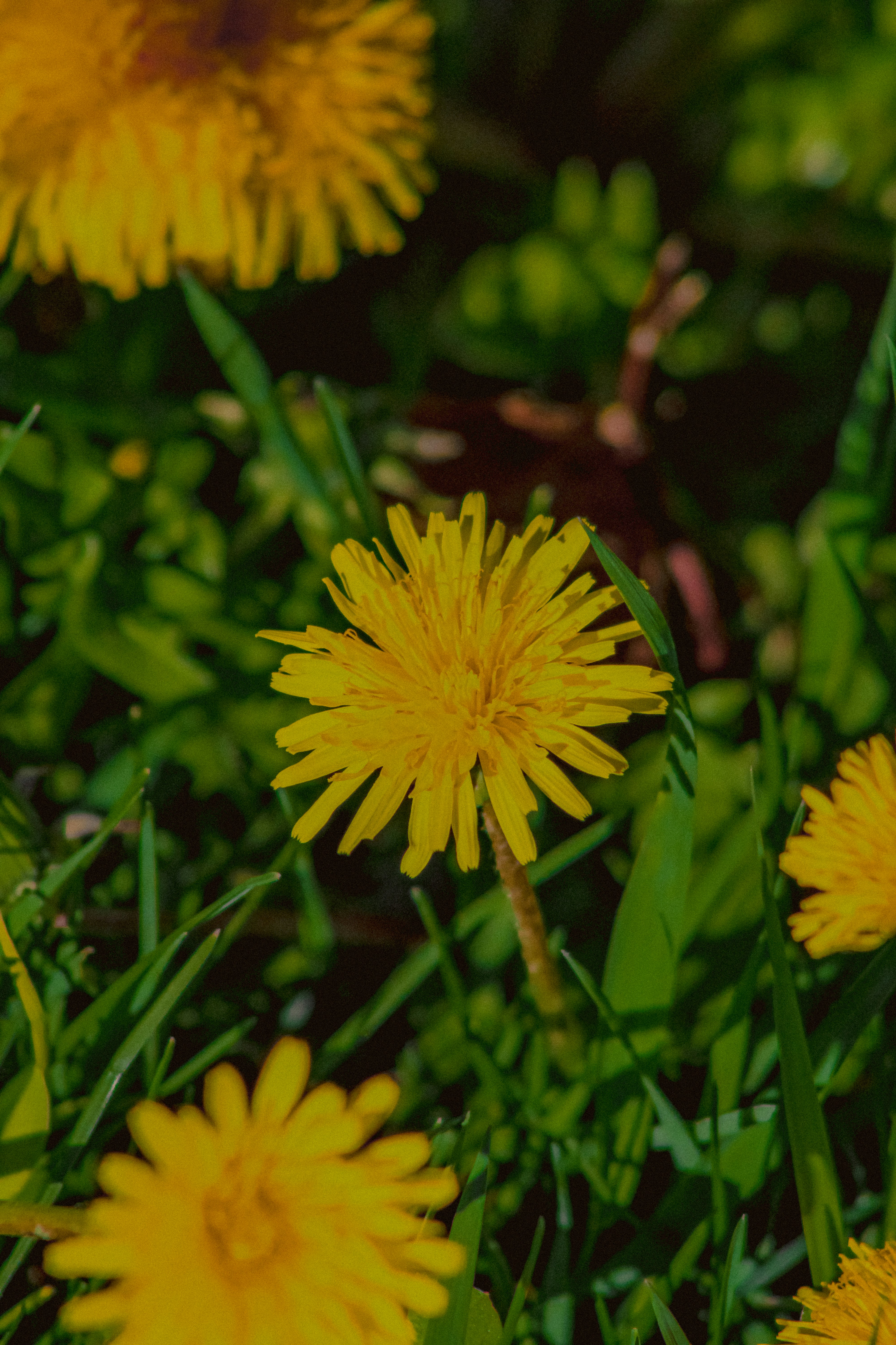 Photo by linusbelanger