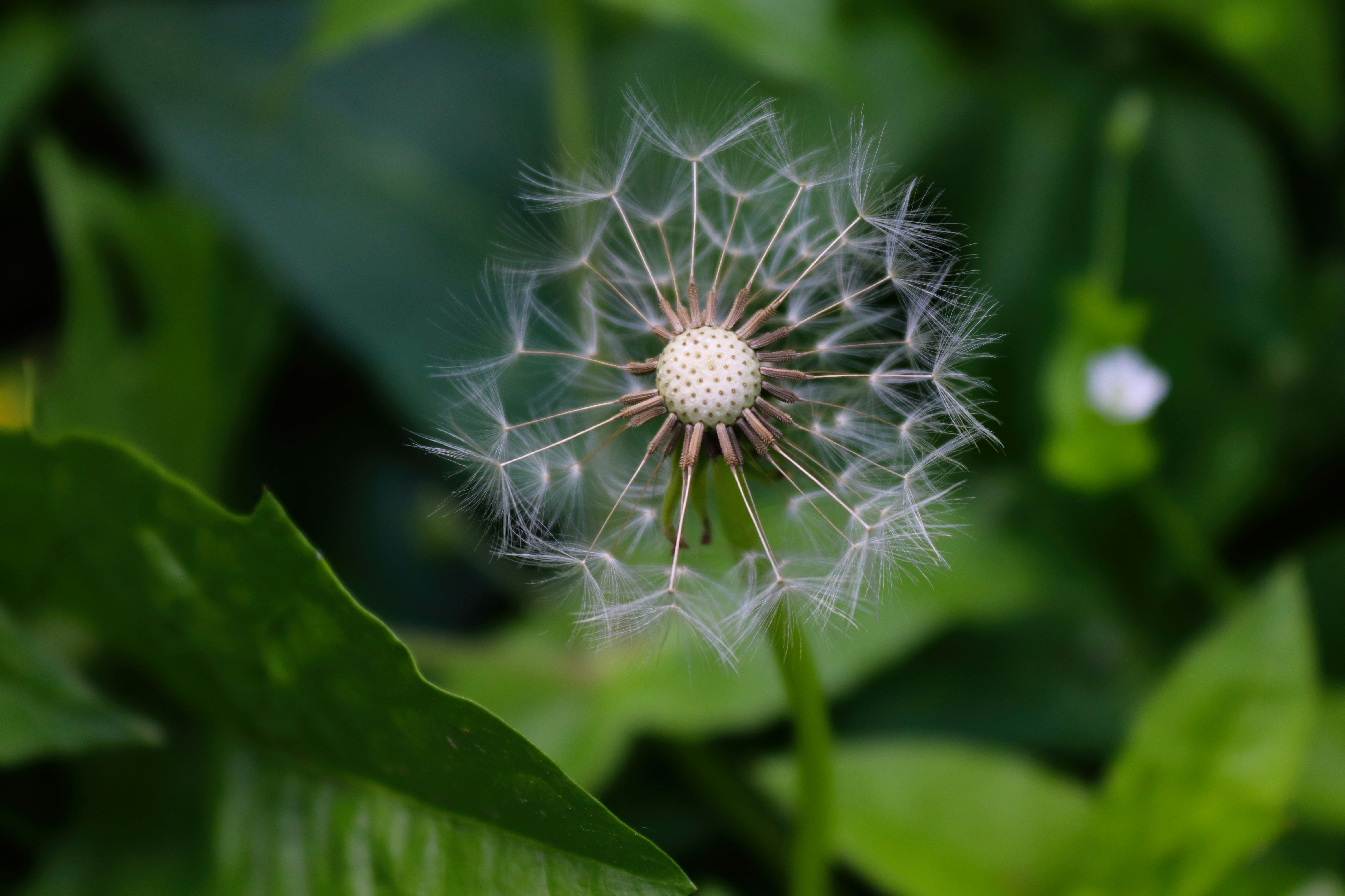 dandelion seed head representing the full plant used in herbal medicine