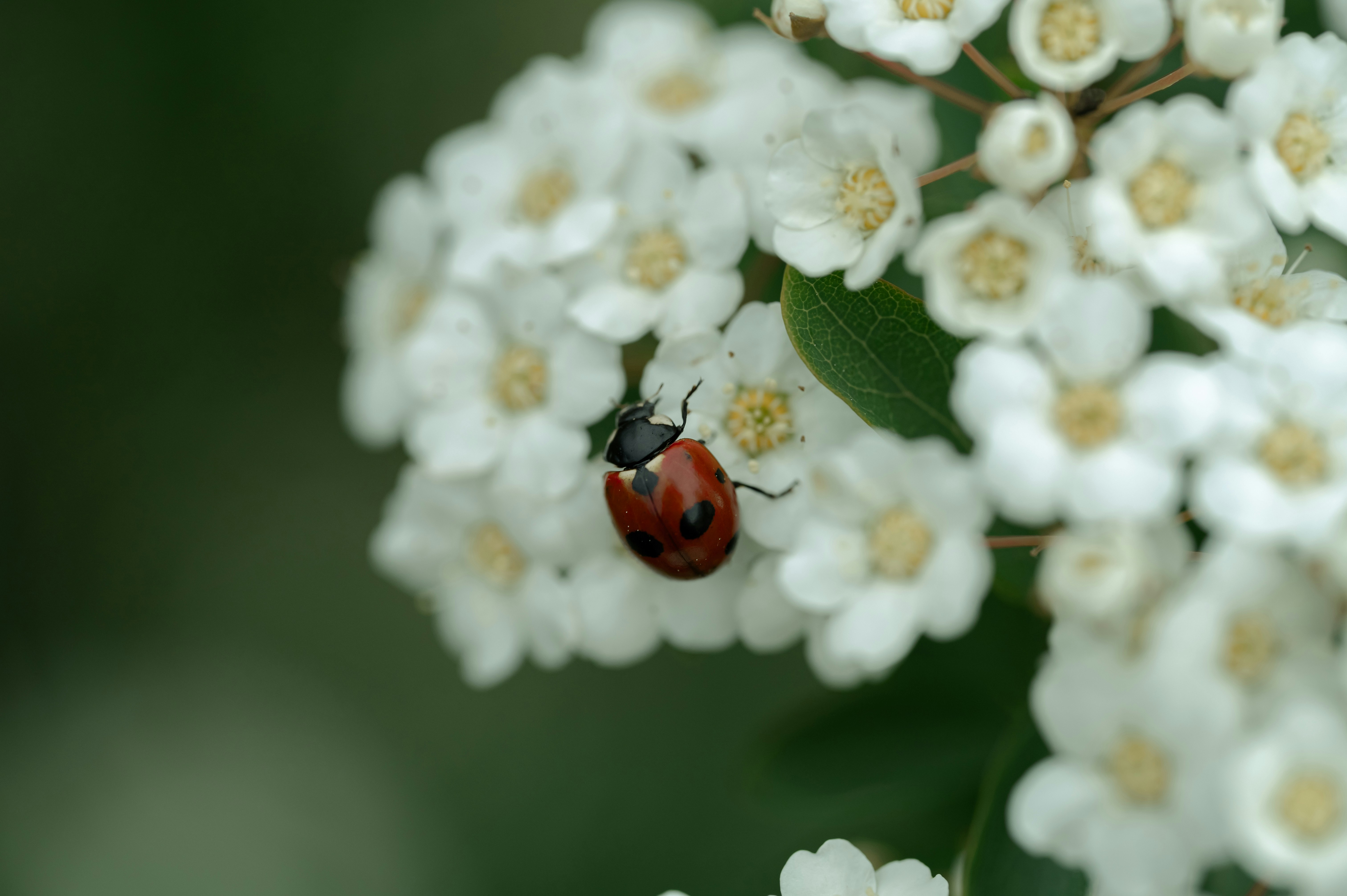 Photo by volodymyr_leush