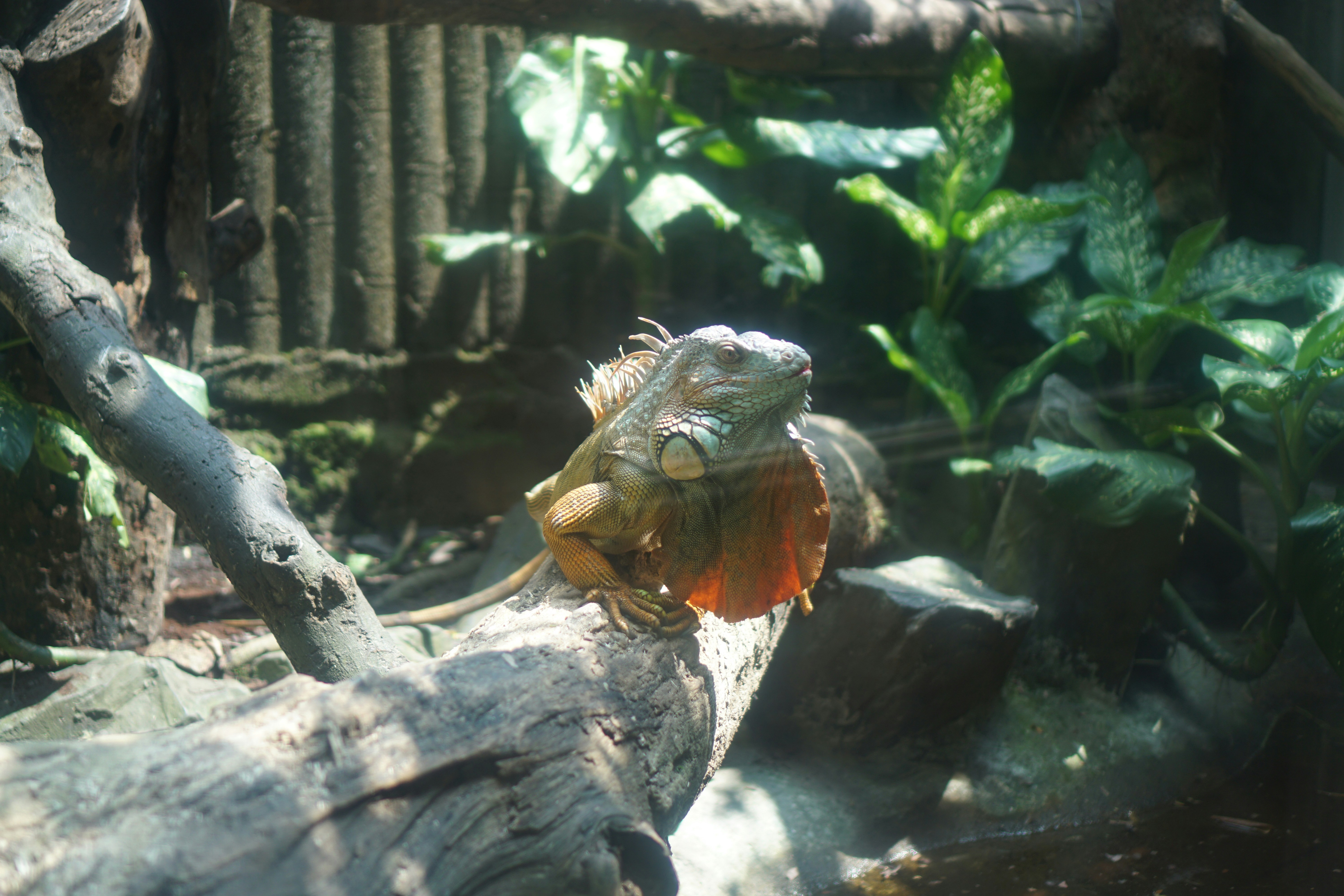 Seekor iguana duduk di cabang, melihat keluar.