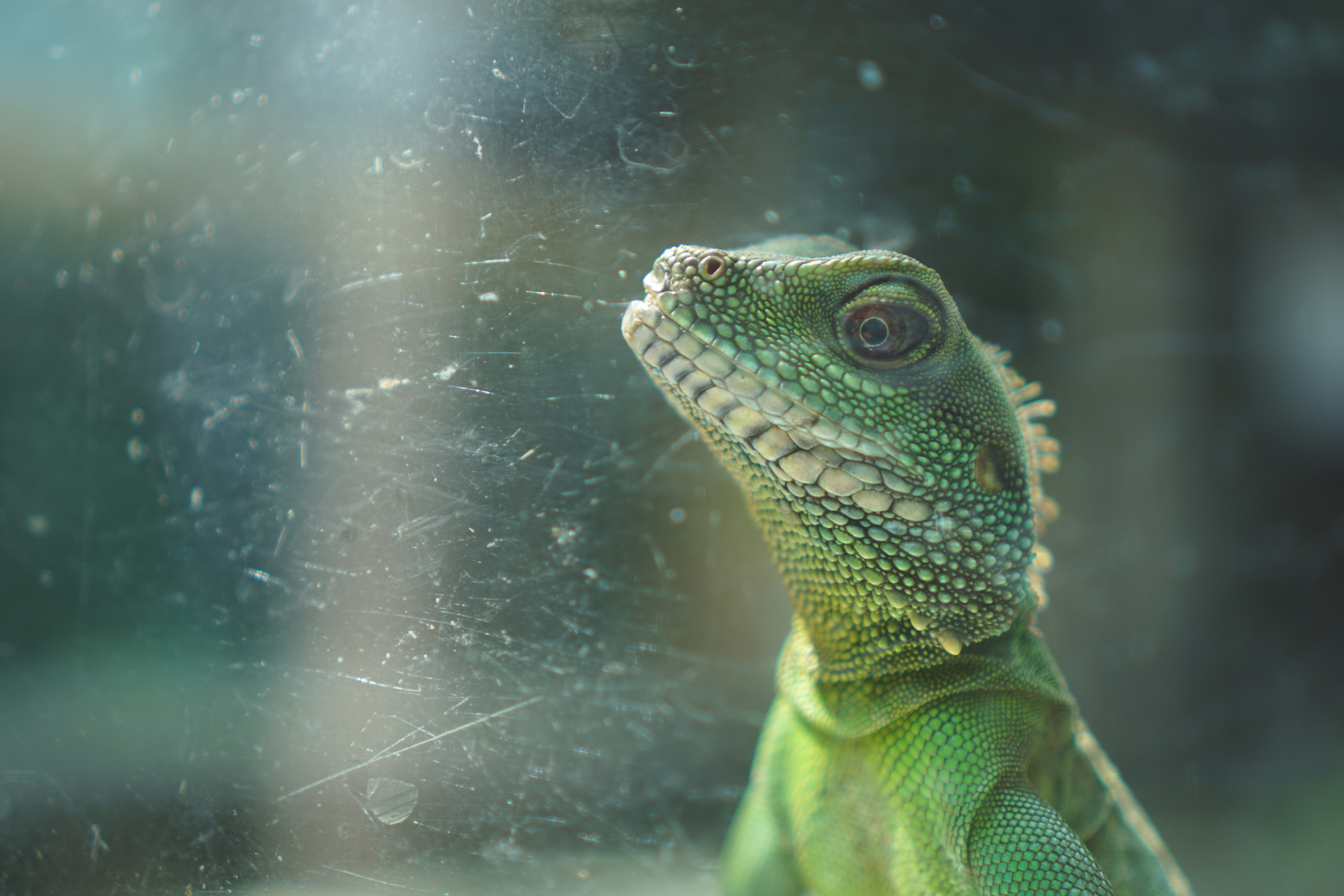 Reptile habitat with proper humidity