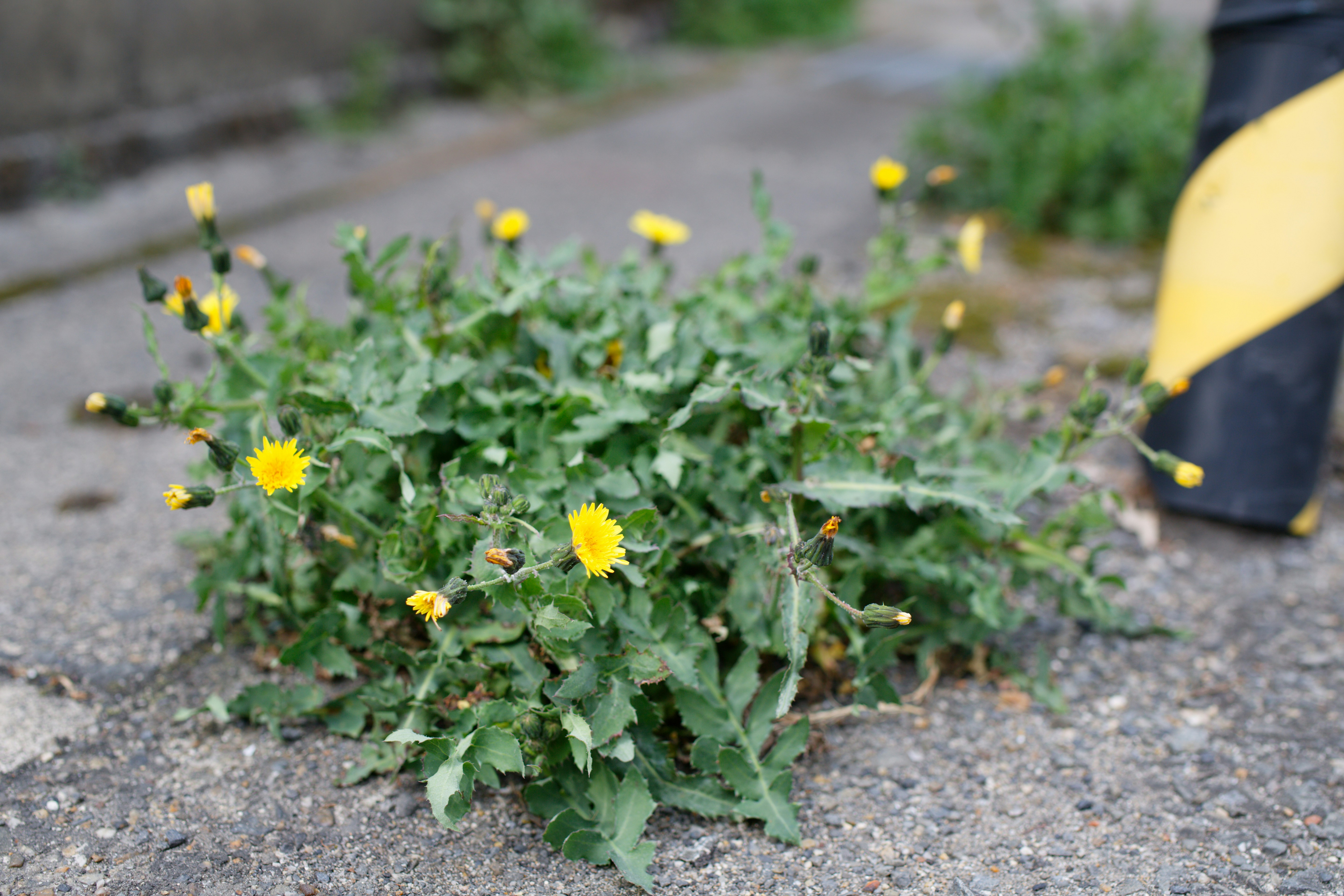 Yellow flowers and green leaves sprout from concrete.