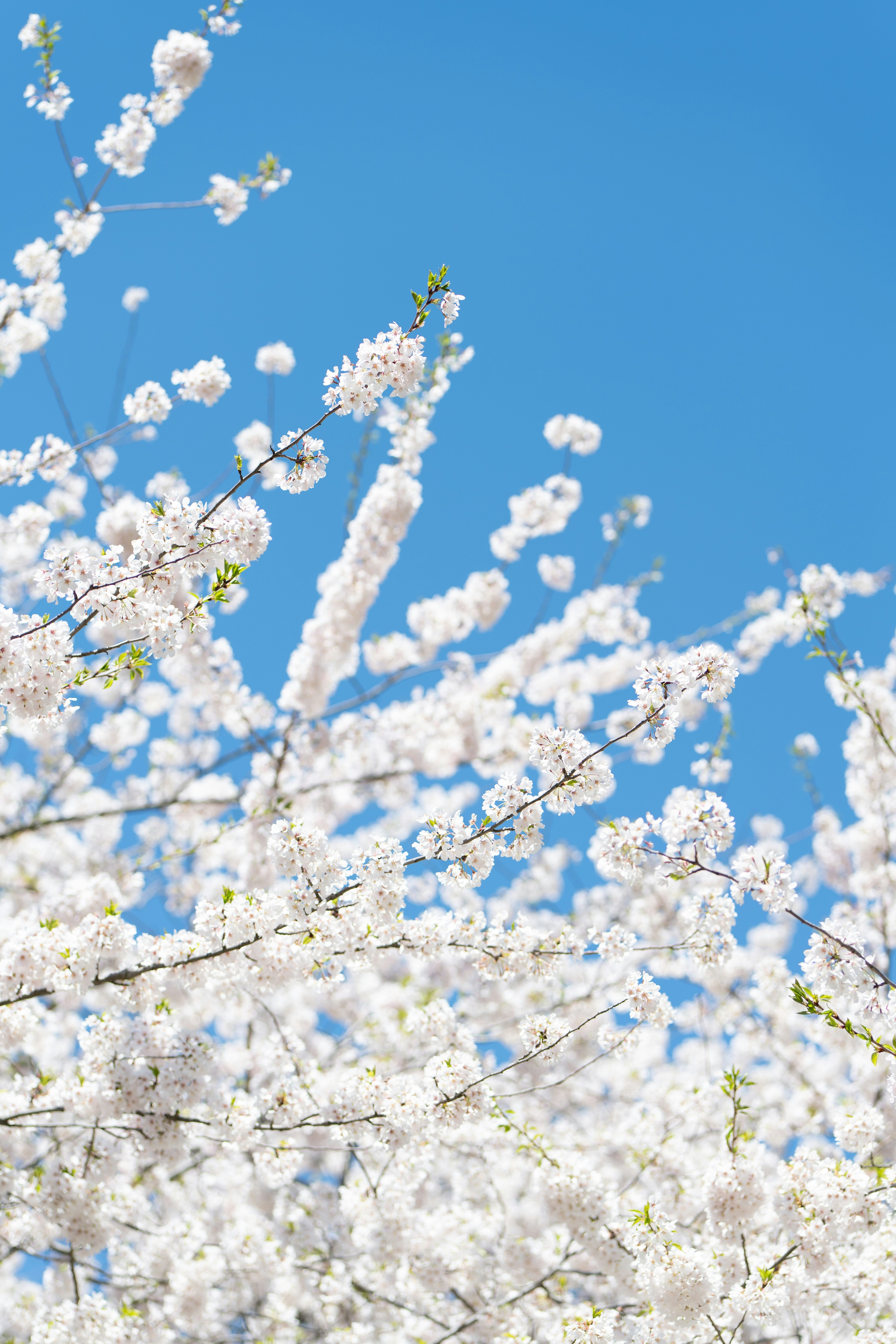 White blossoms flourish against a bright blue sky.