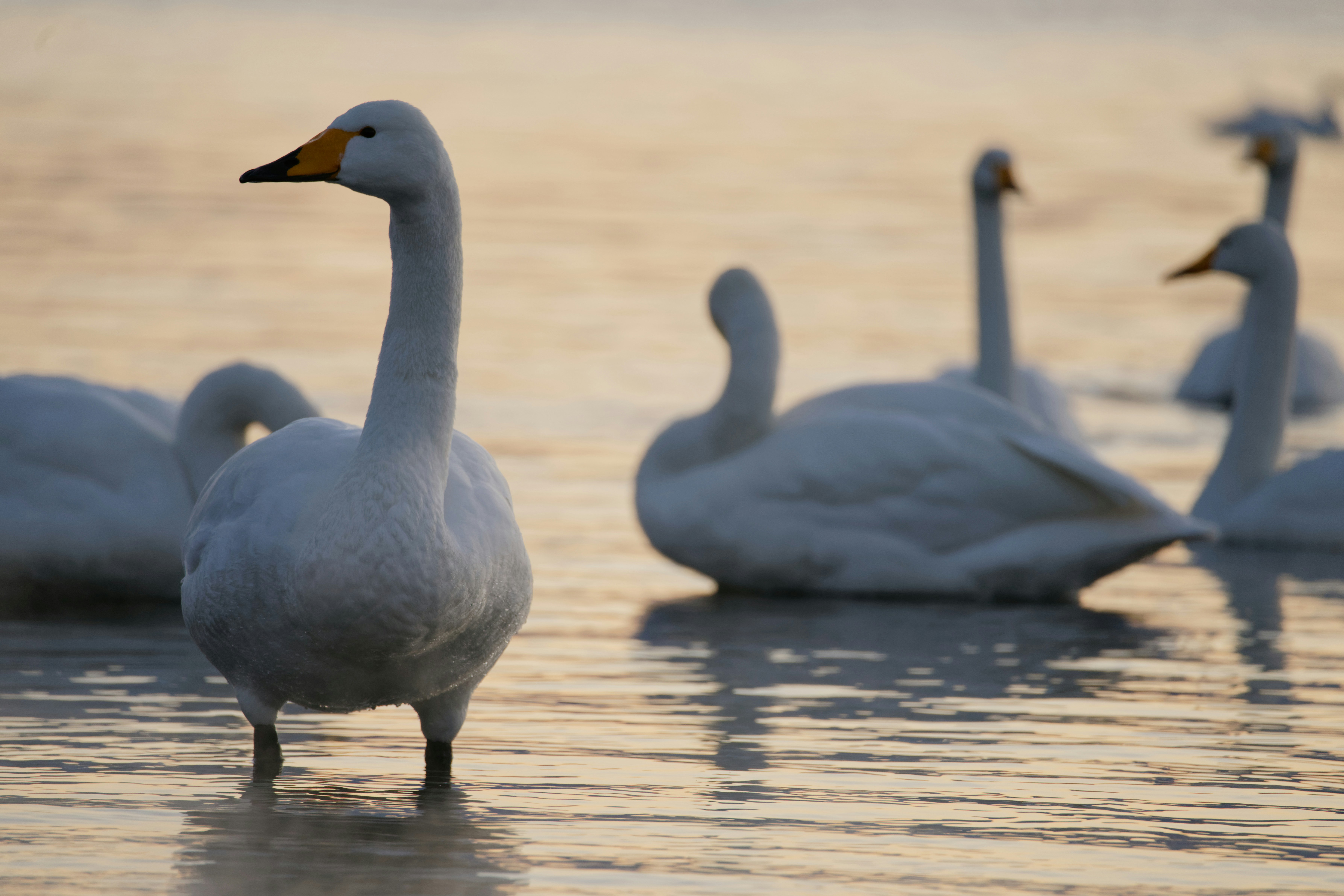 Photo by da_shika_photo