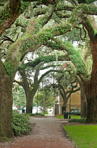 Trees arch over a walkway in a park.