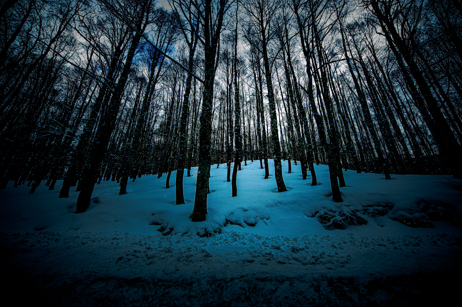 Bare trees and snow create an eerie winter forest scene.
