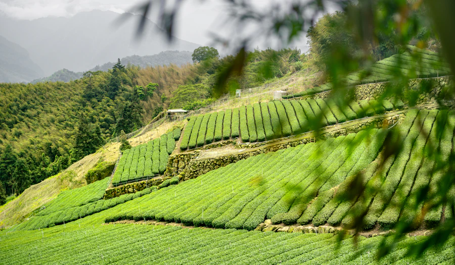 Mountain tea plantation