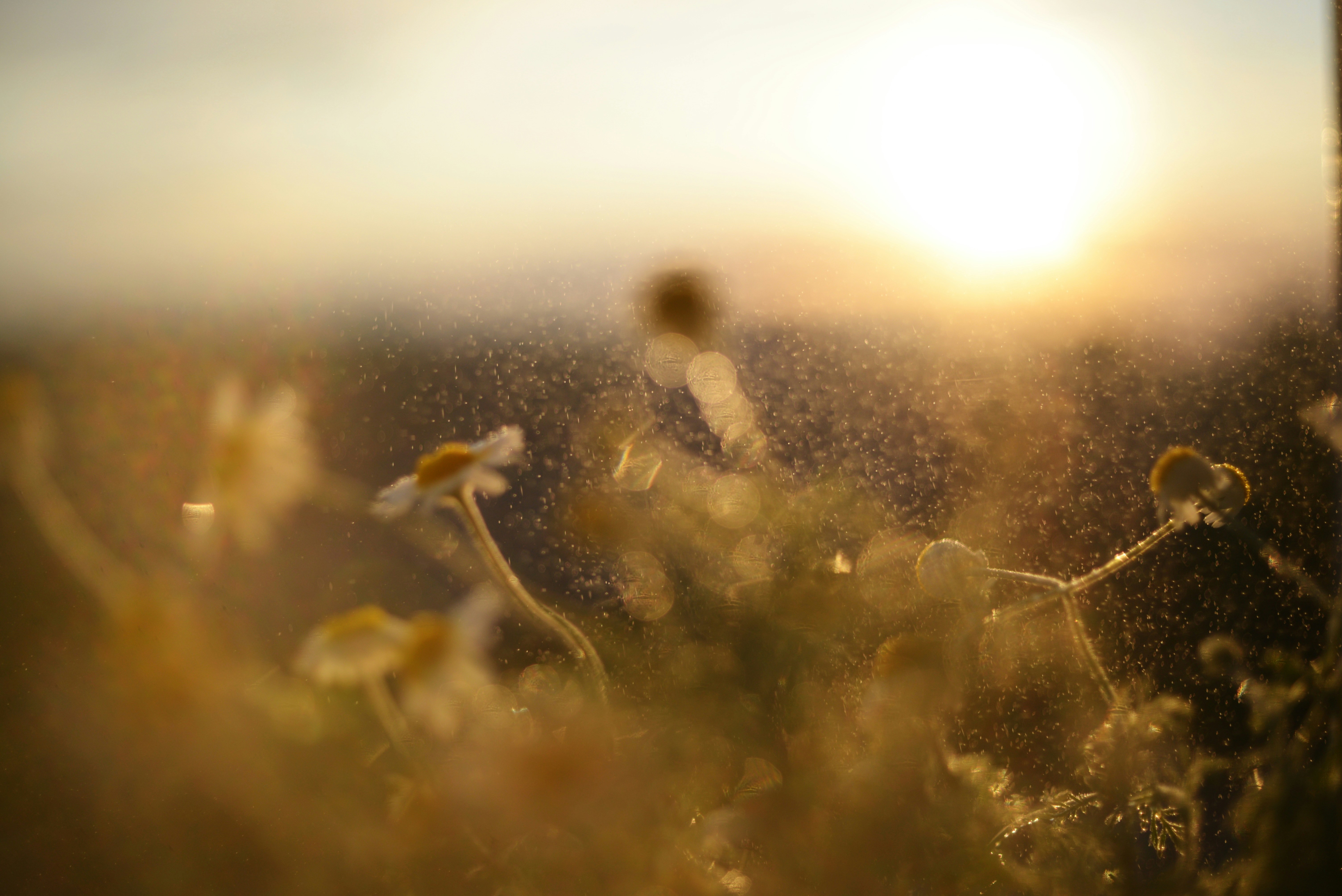 Photo by cherstve_pechivo