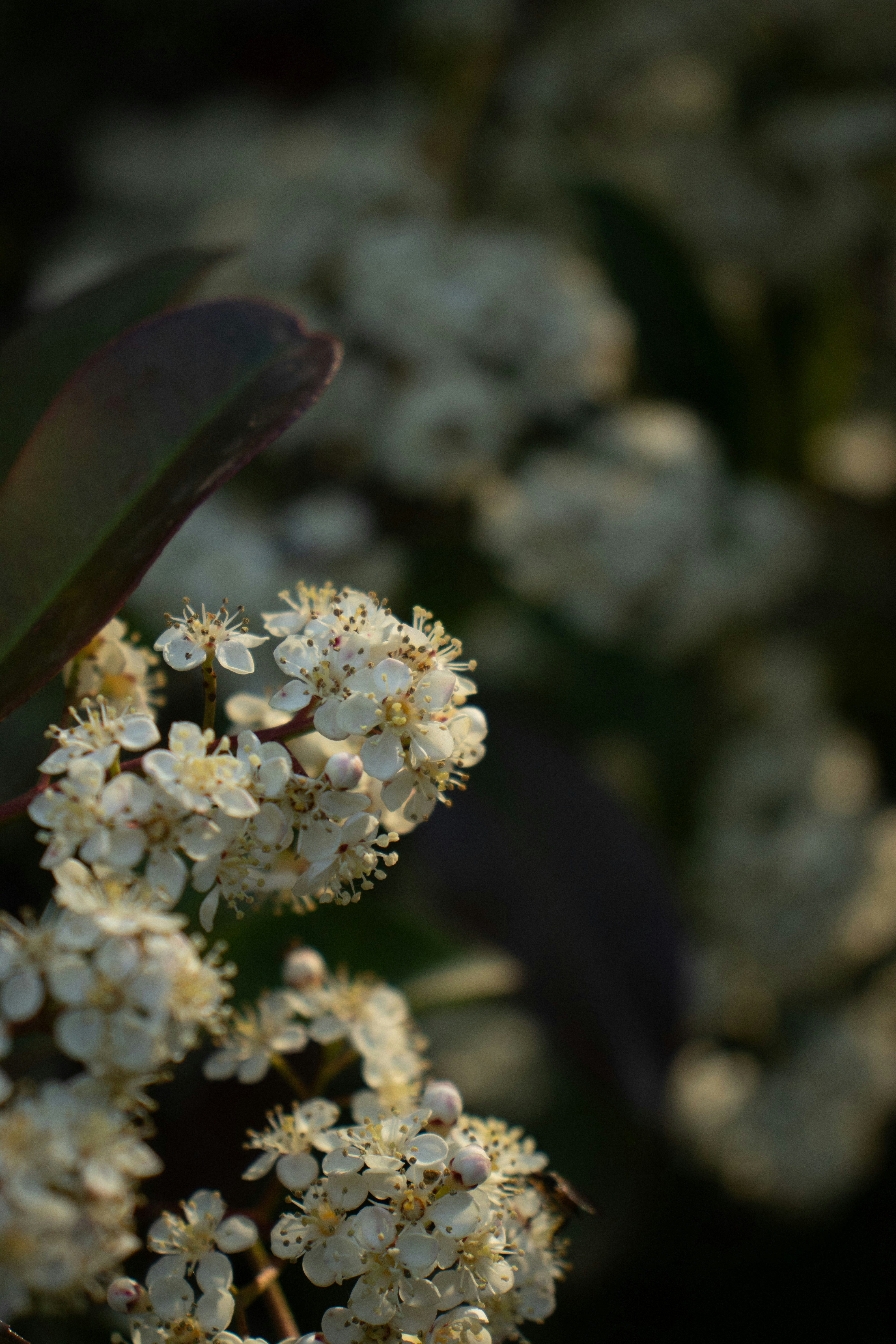 Photo by gokhannn