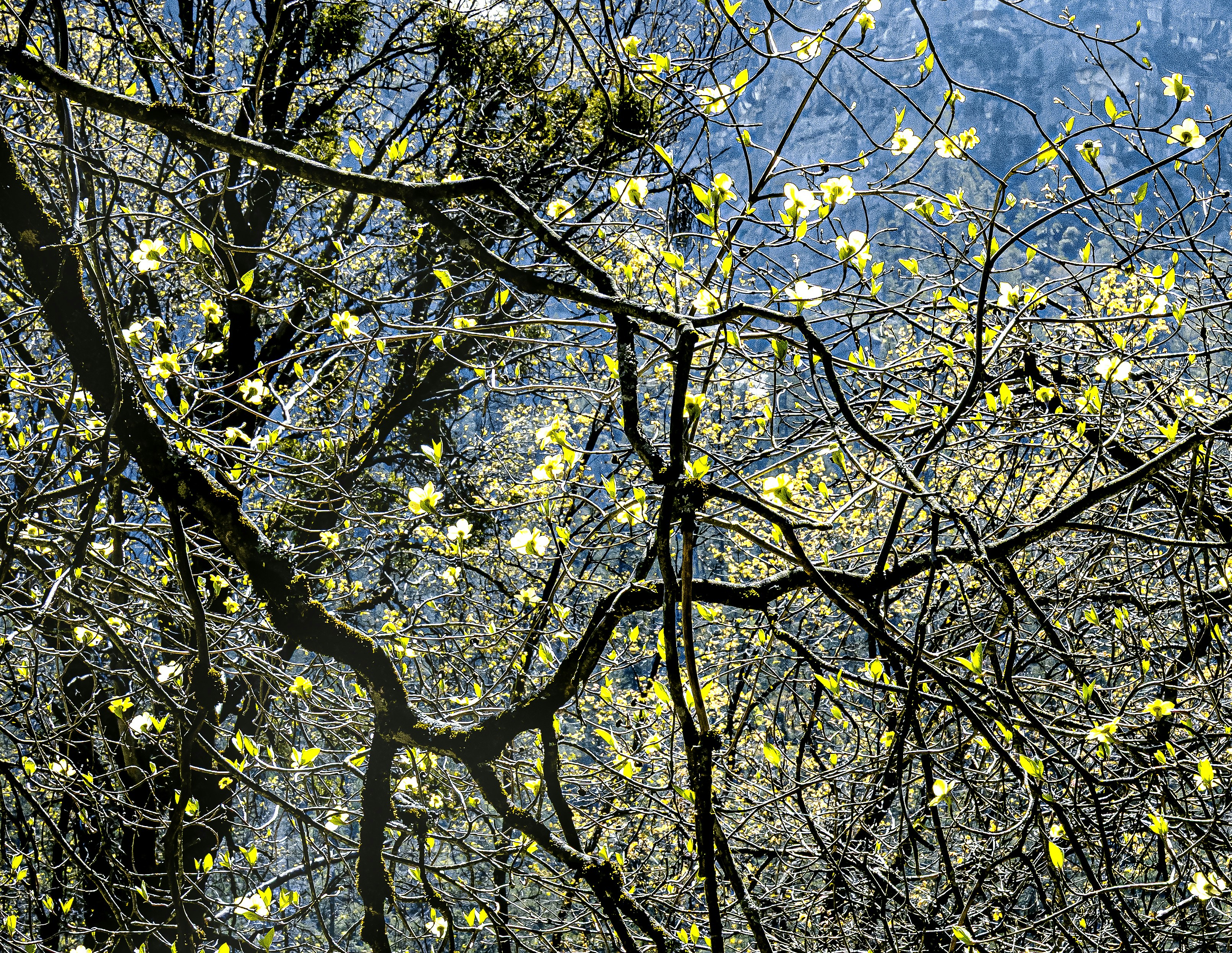 Branches of a tree with early springtime leaves.