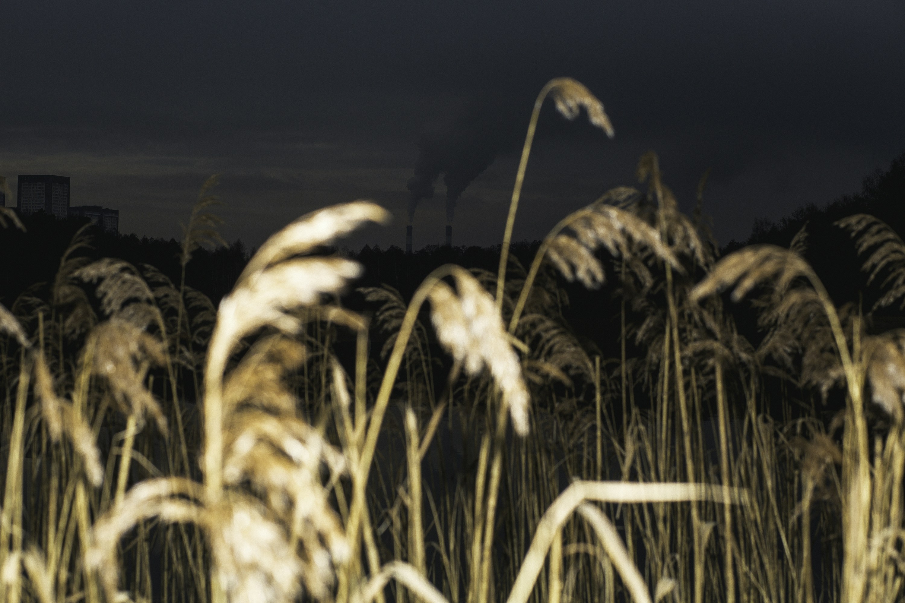 Golden grasses sway gently in the dark night.