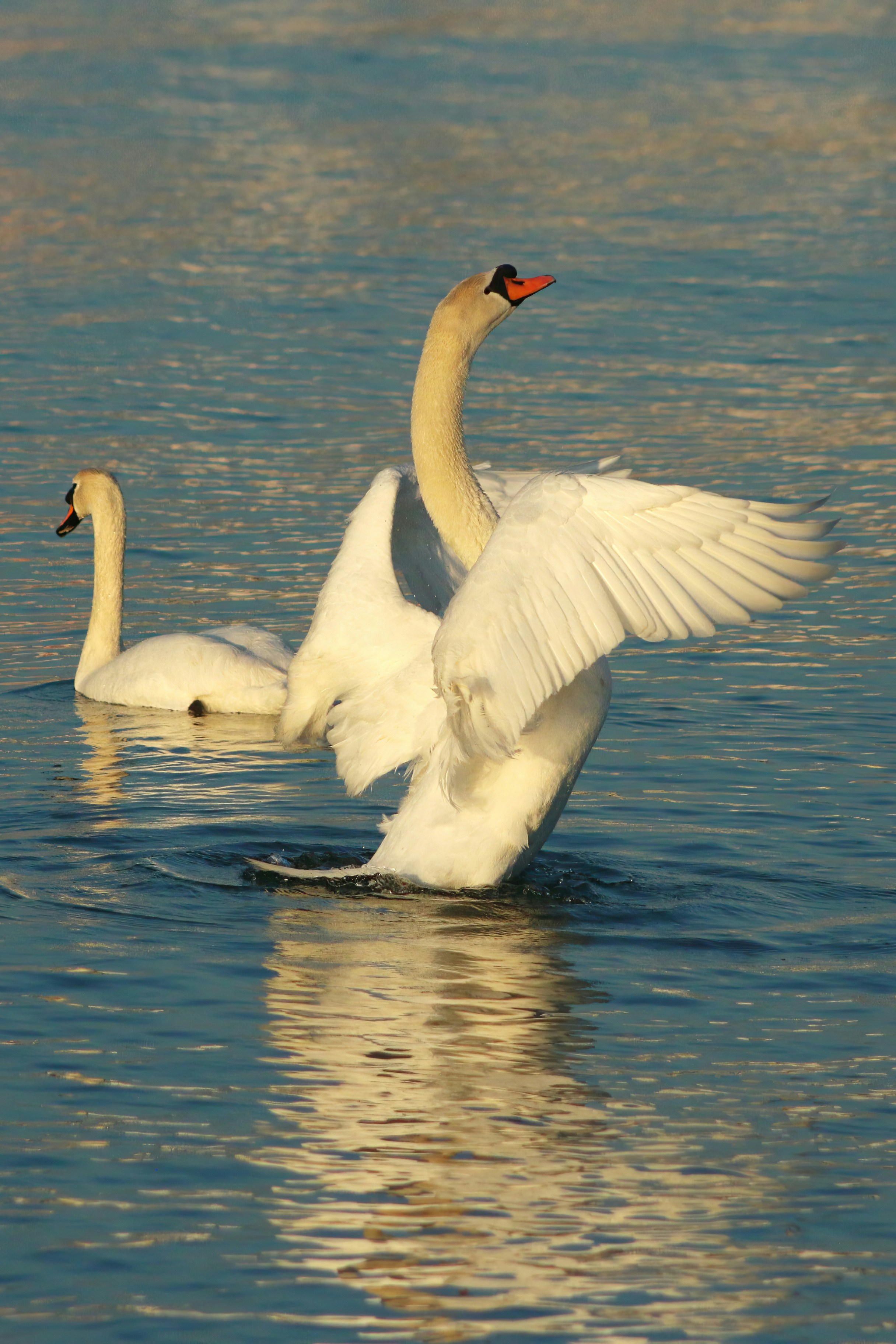 Photo by stepan_konev