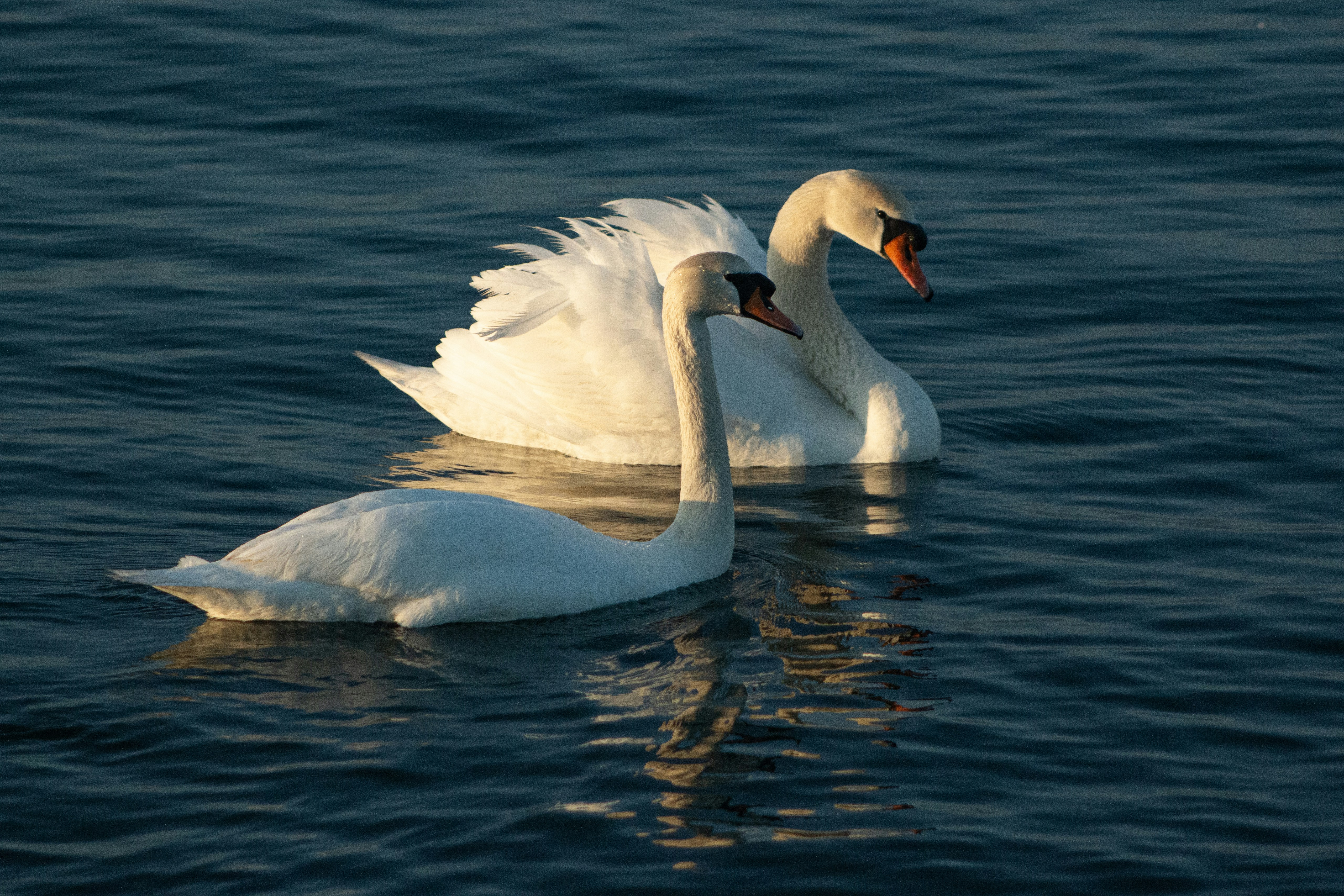 Photo by stepan_konev