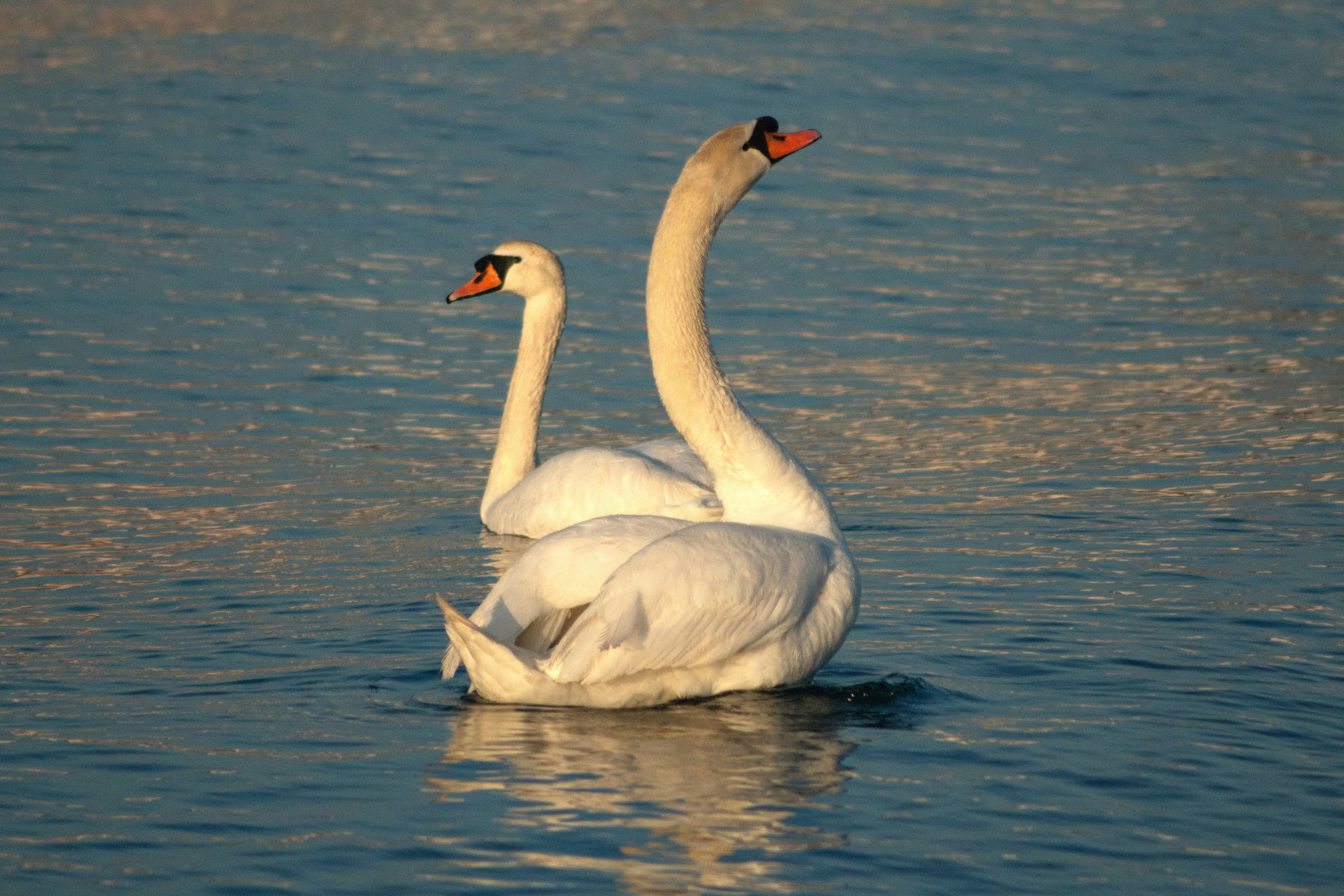 Photo by stepan_konev