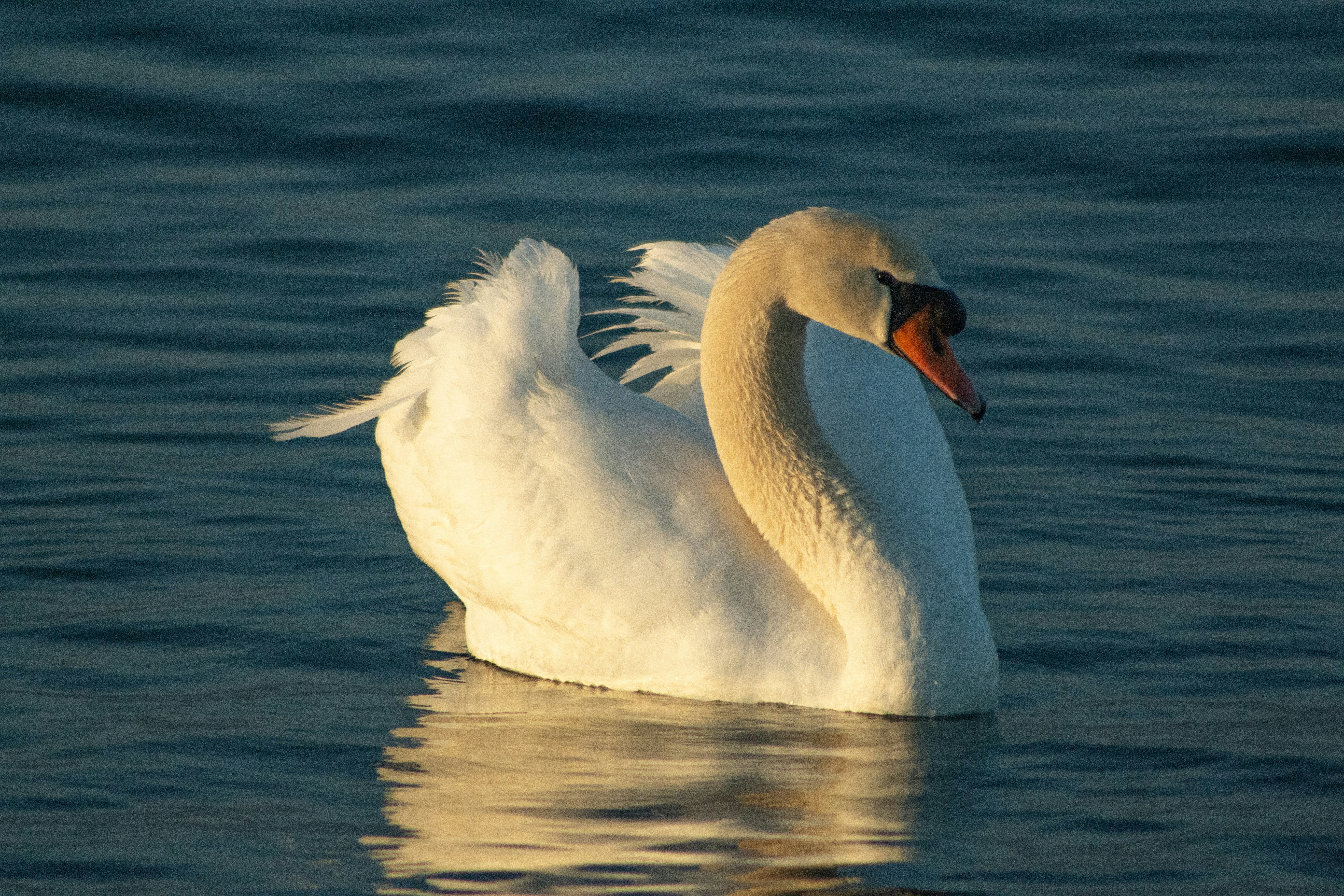 Photo by stepan_konev