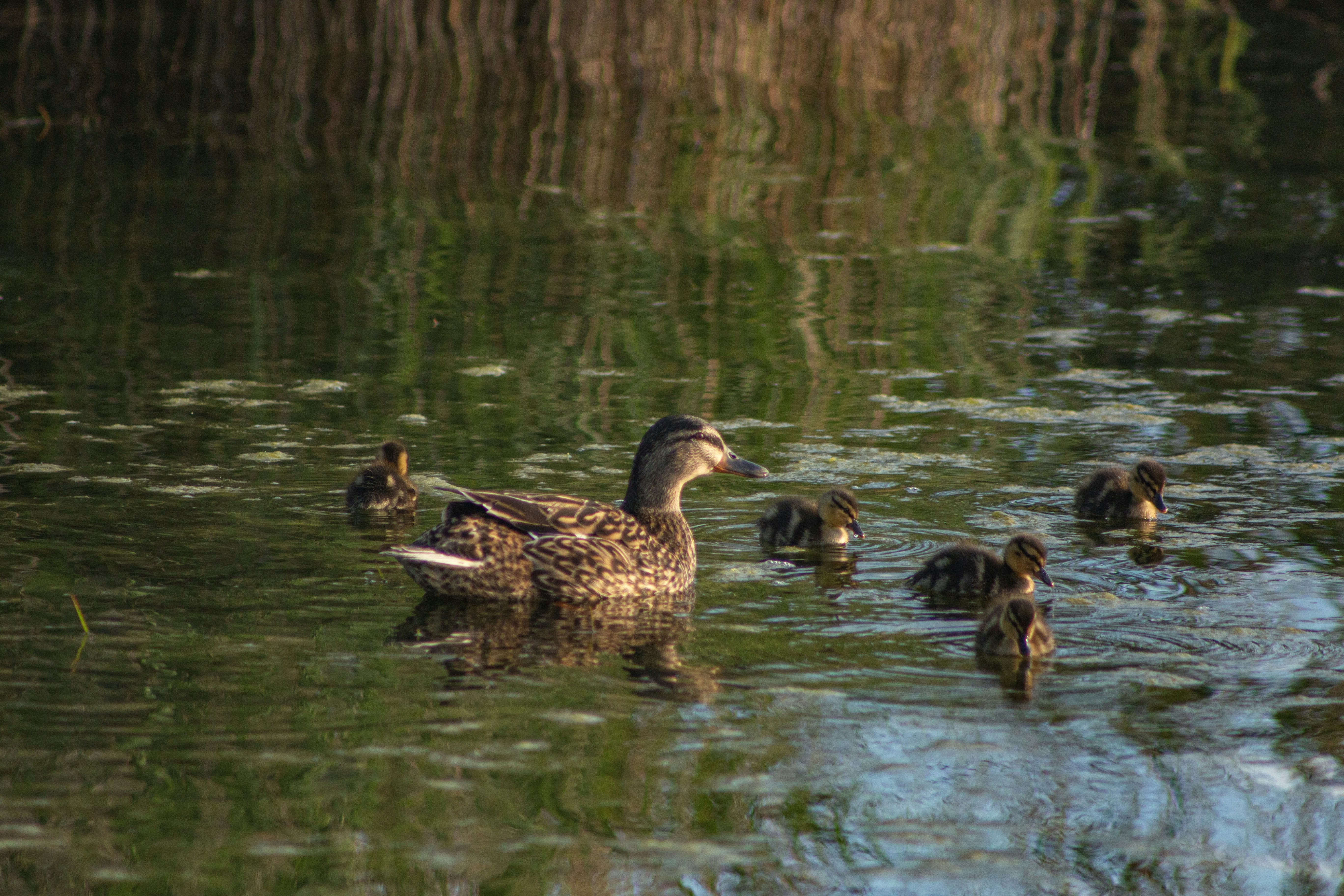 Photo by stepan_konev