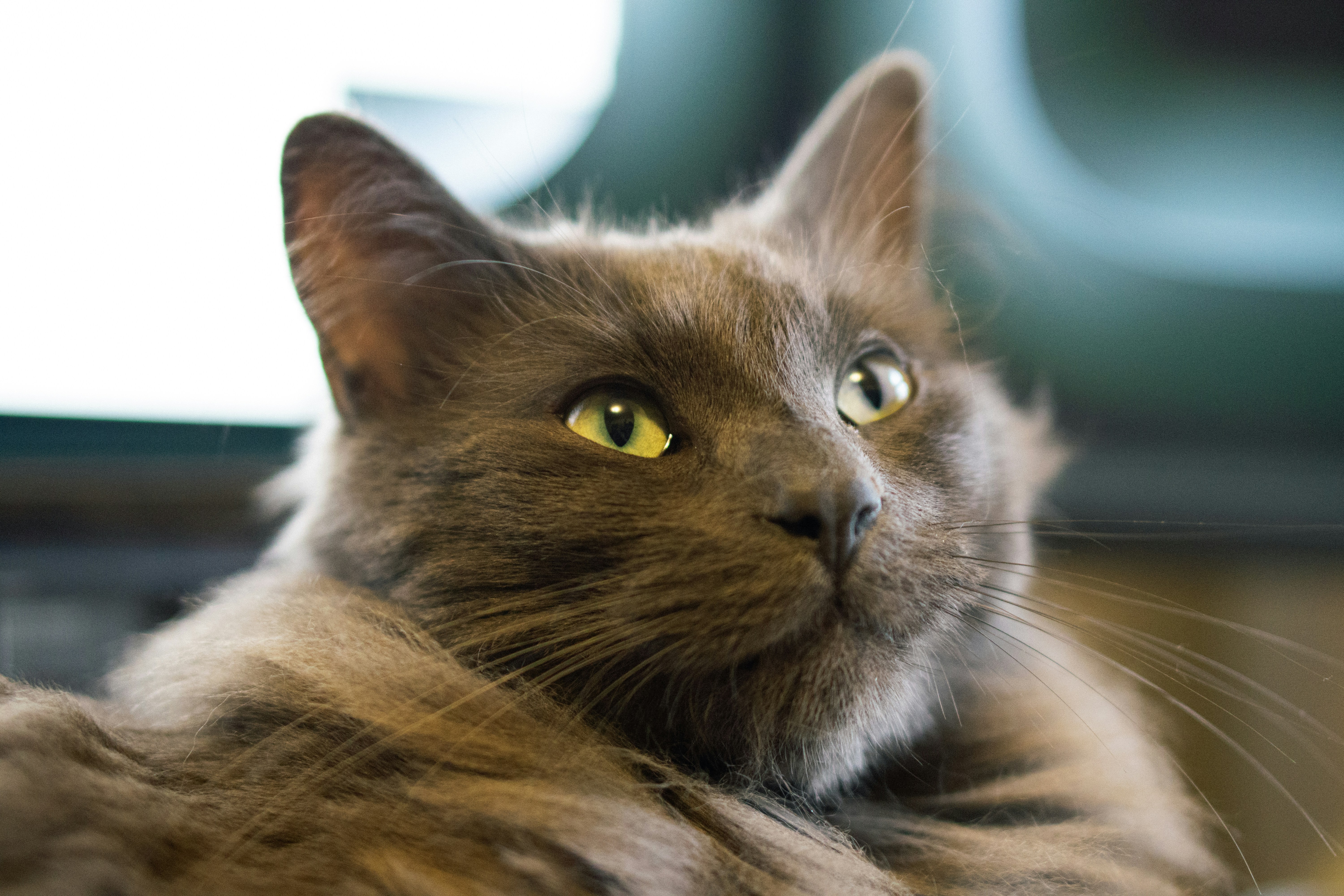 Nebelung: The Mysterious Devotee (image credits: unsplash)