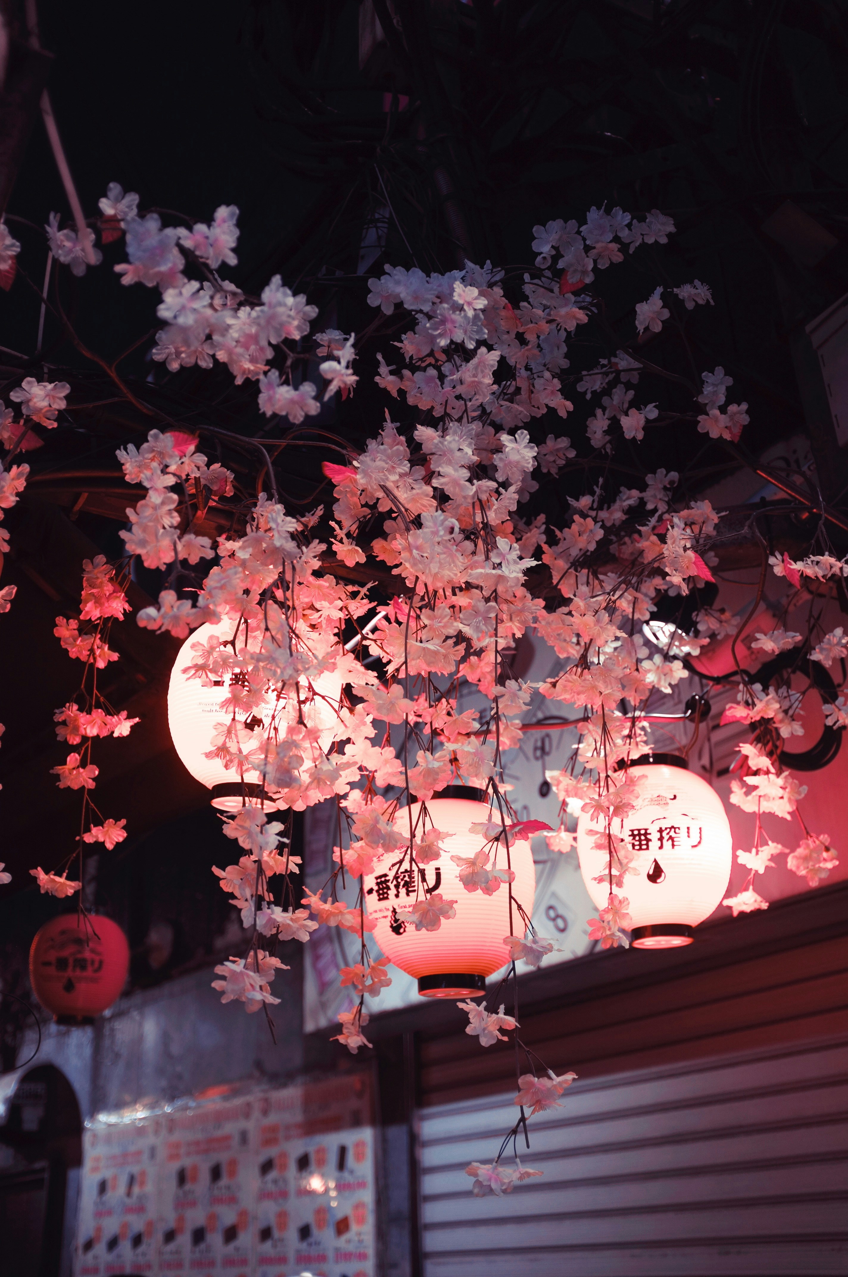 Cherry blossoms hang over glowing lanterns.