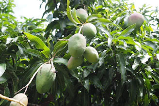 Mangoes are hanging from a tree branch.