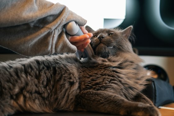 Gato de pelo longo sendo escovado com calma