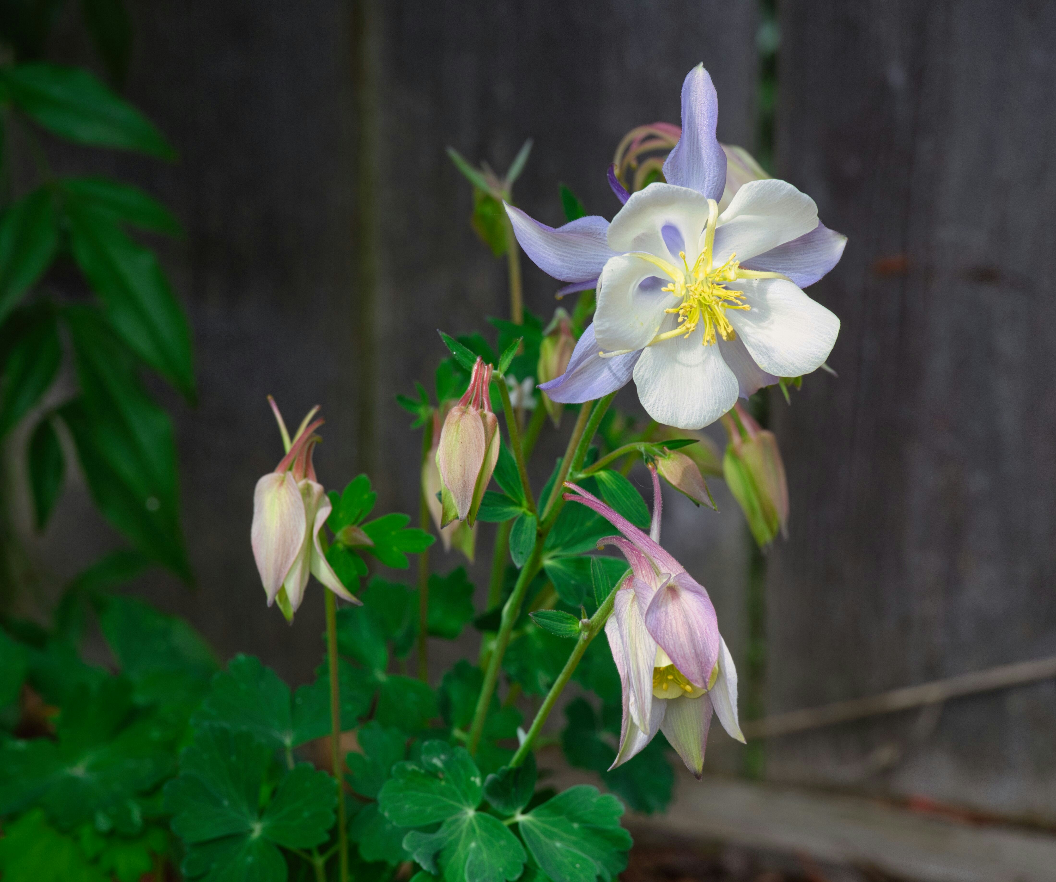 Delicate columbine flowers bloom beautifully in the garden