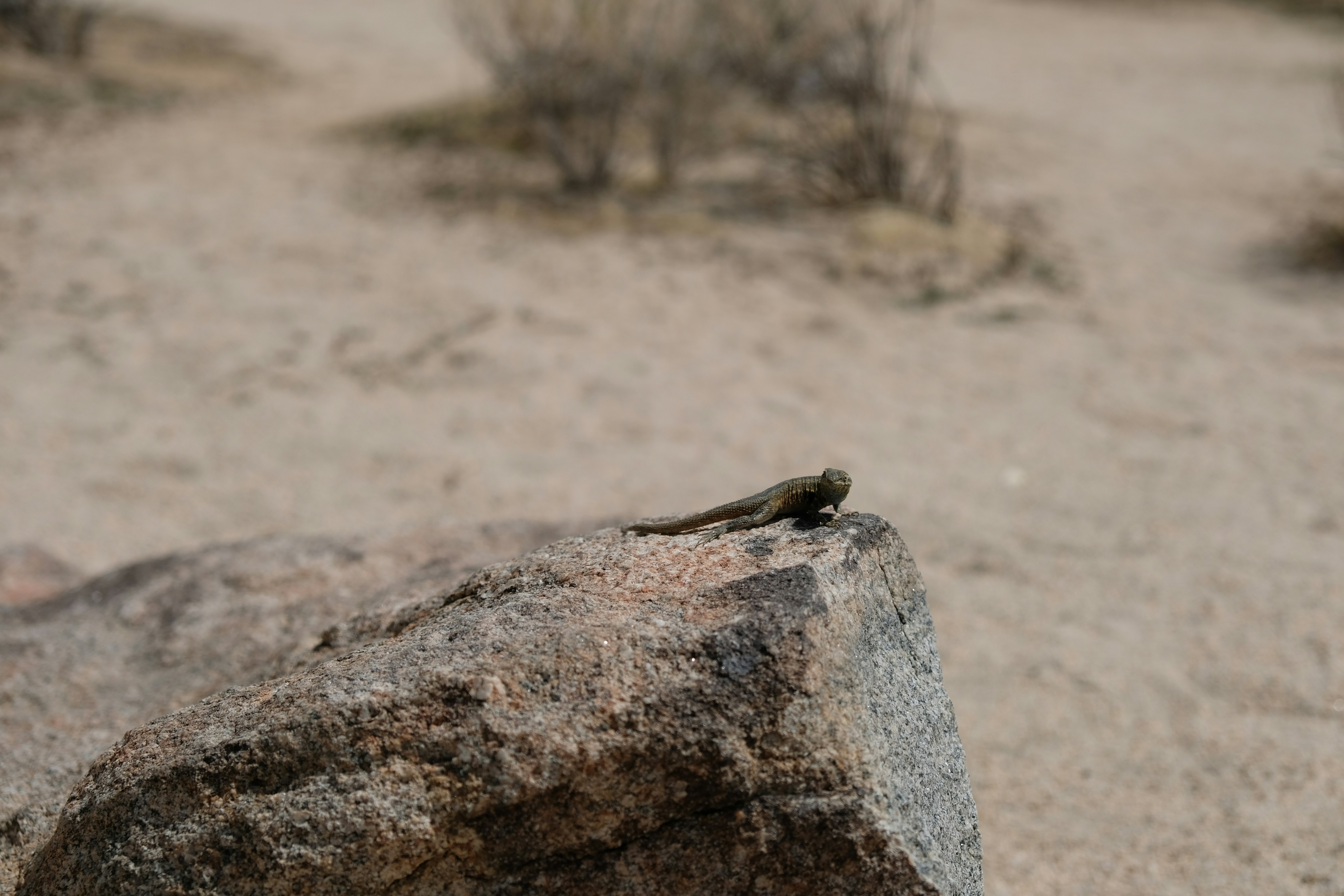 A lizard rests on a rock in the desert.