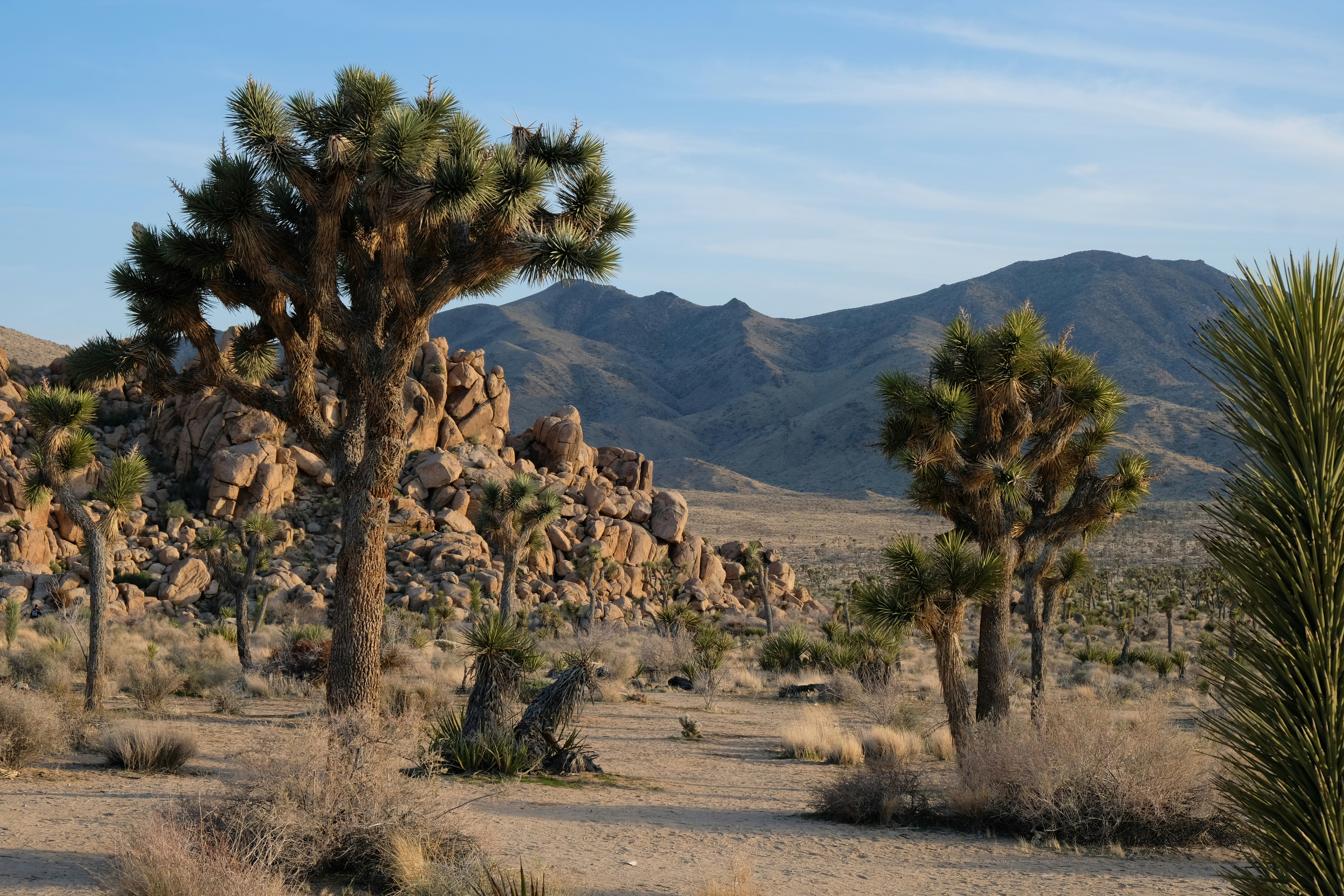 Joshua trees stand tall in a desert landscape.