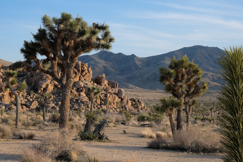 Joshua Tree