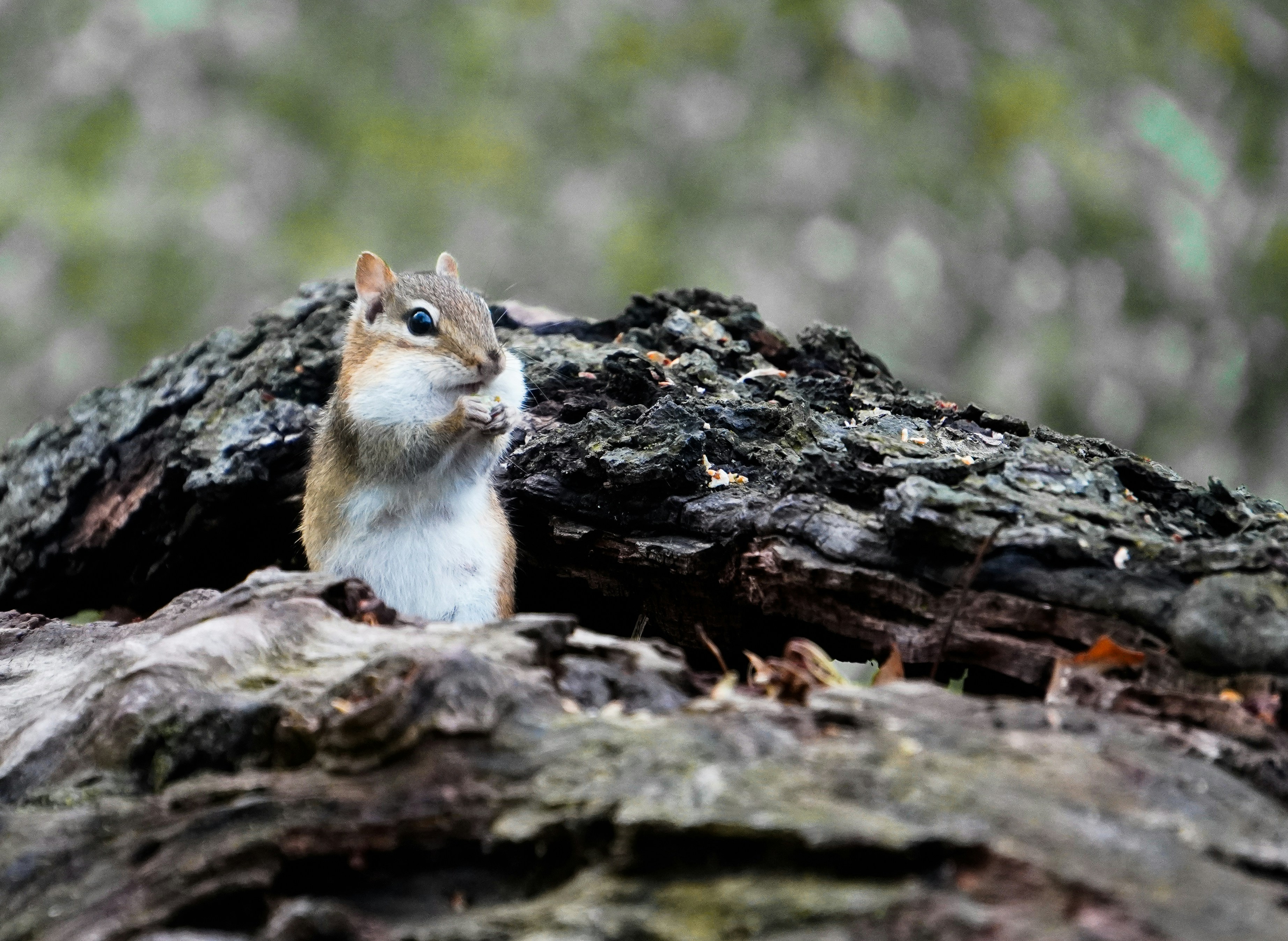 Photo by tellophotography