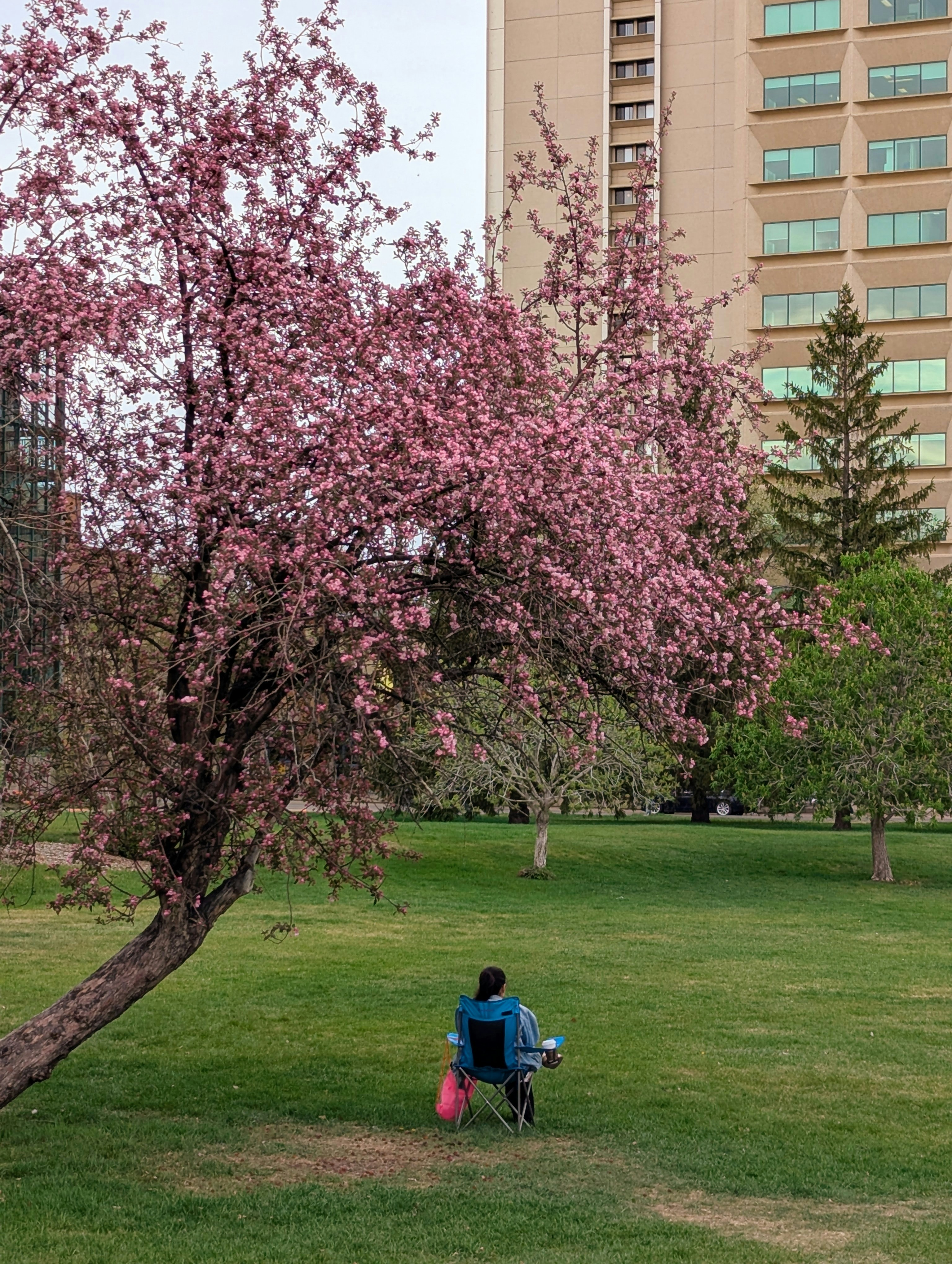 Person sits under a blooming tree in a park.