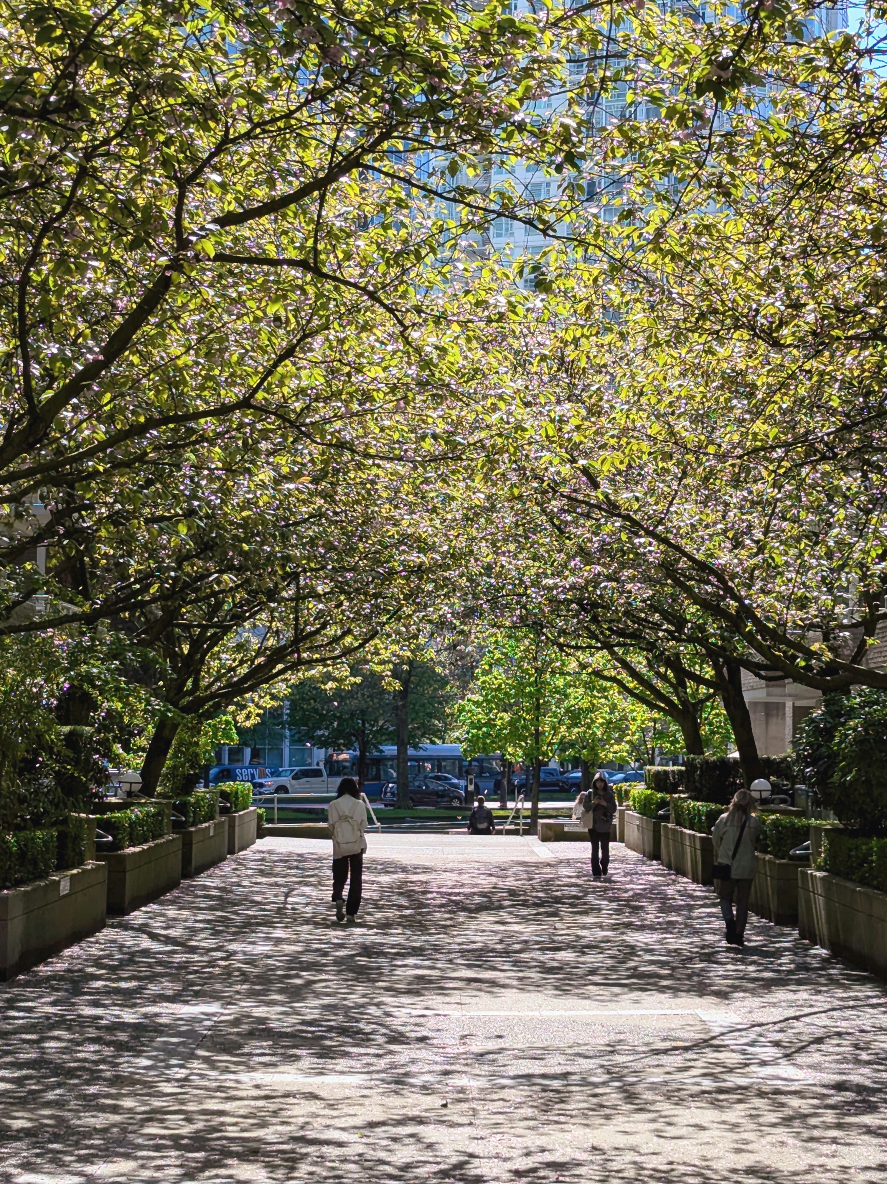 People walk under a tree-lined walkway.