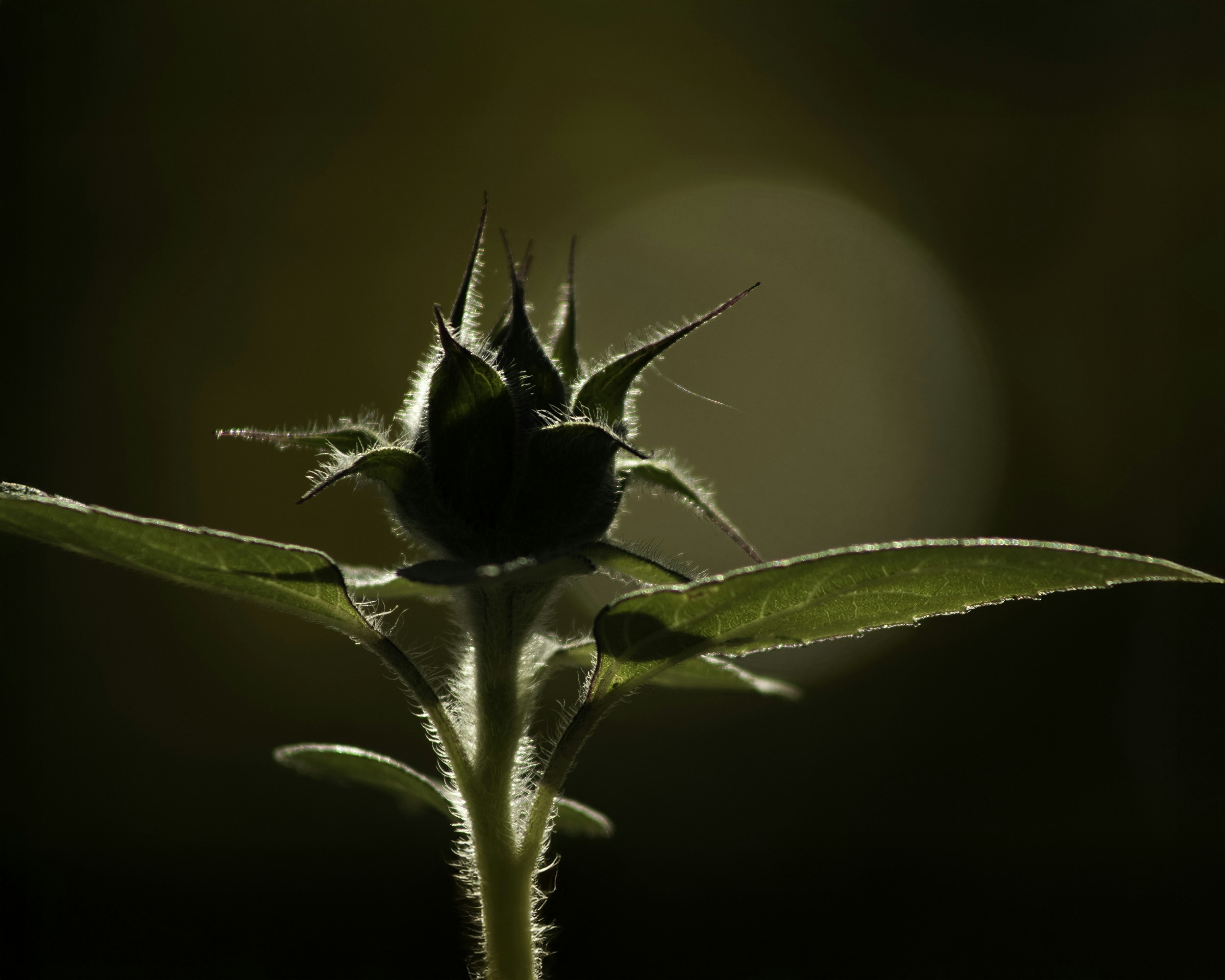 햇빛을 배경으로 실루엣을 이루고 있는 해바라기 꽃봉오리.