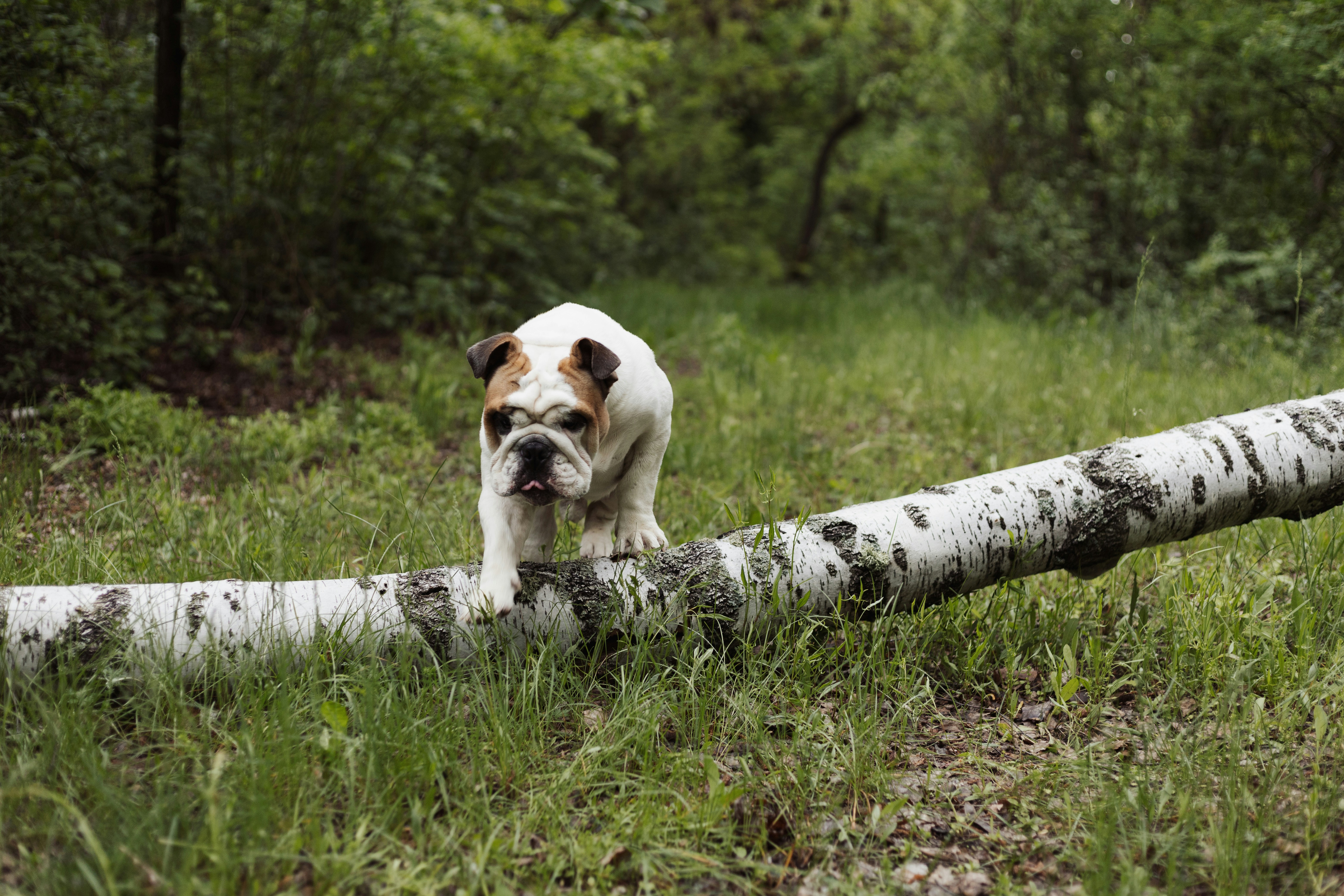 A bulldog walks along a fallen log.