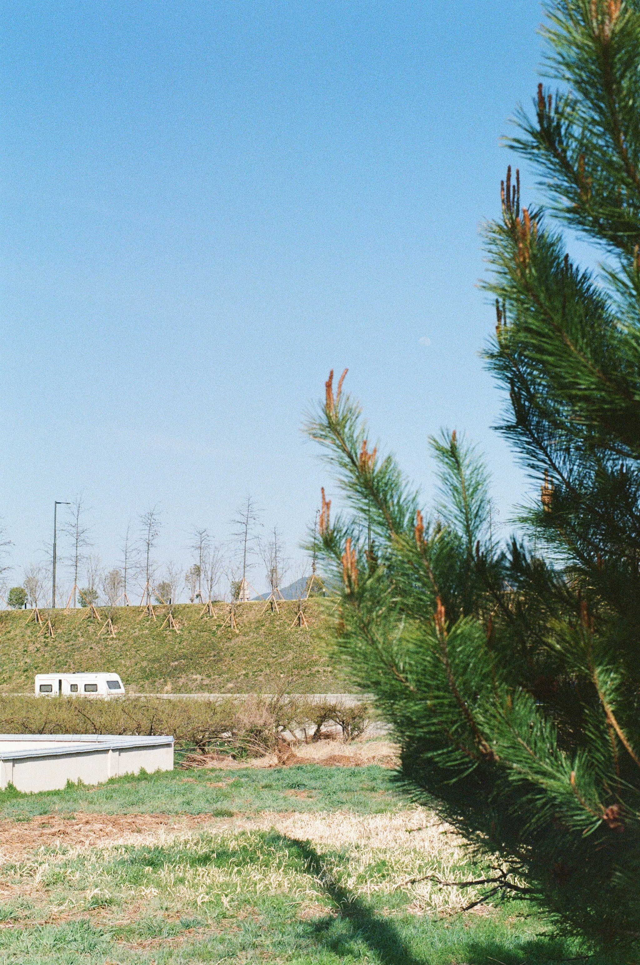 晴れた青空に松の木がそびえ立っています。