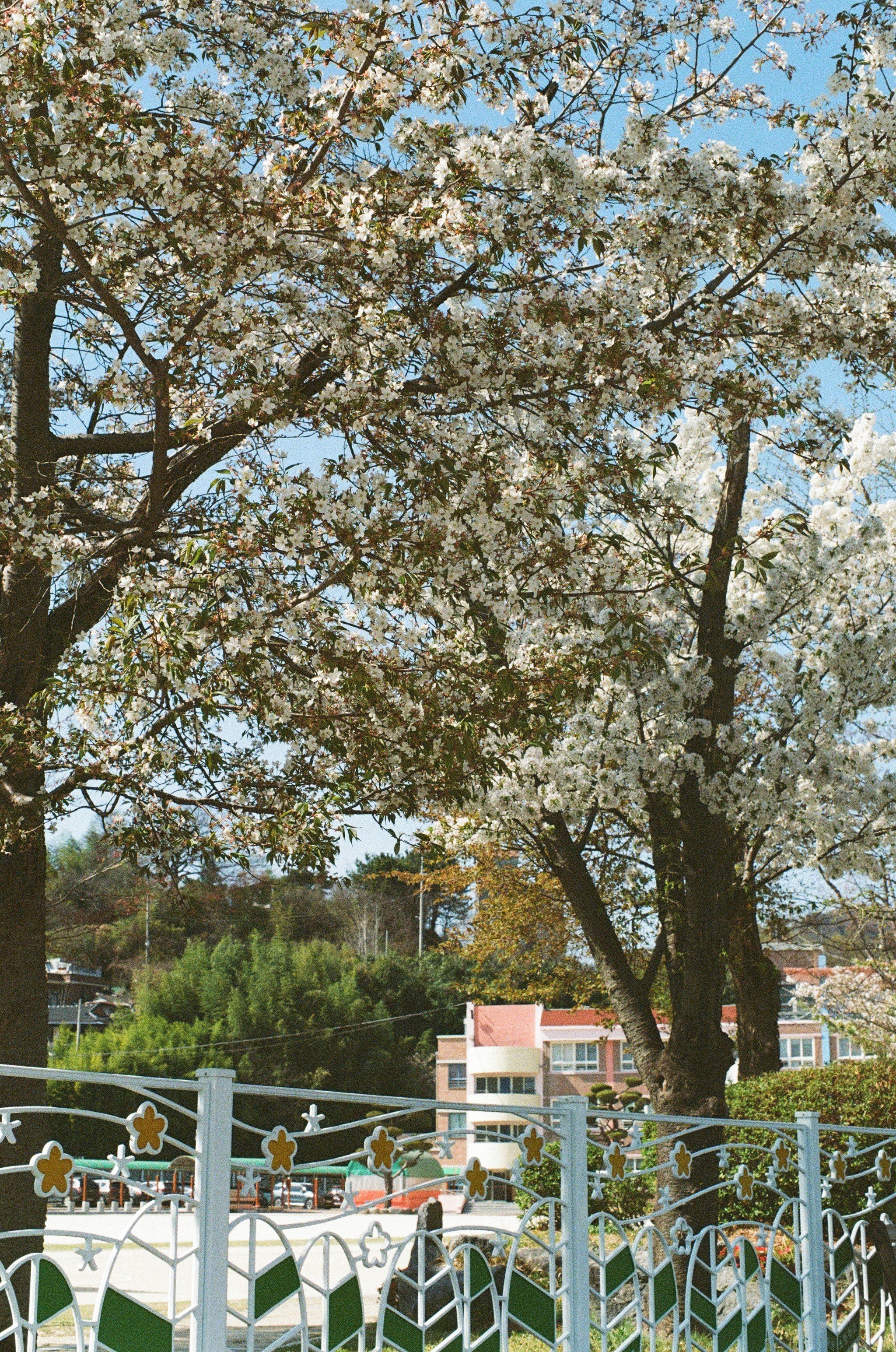 Blossoming trees frame a view of houses.