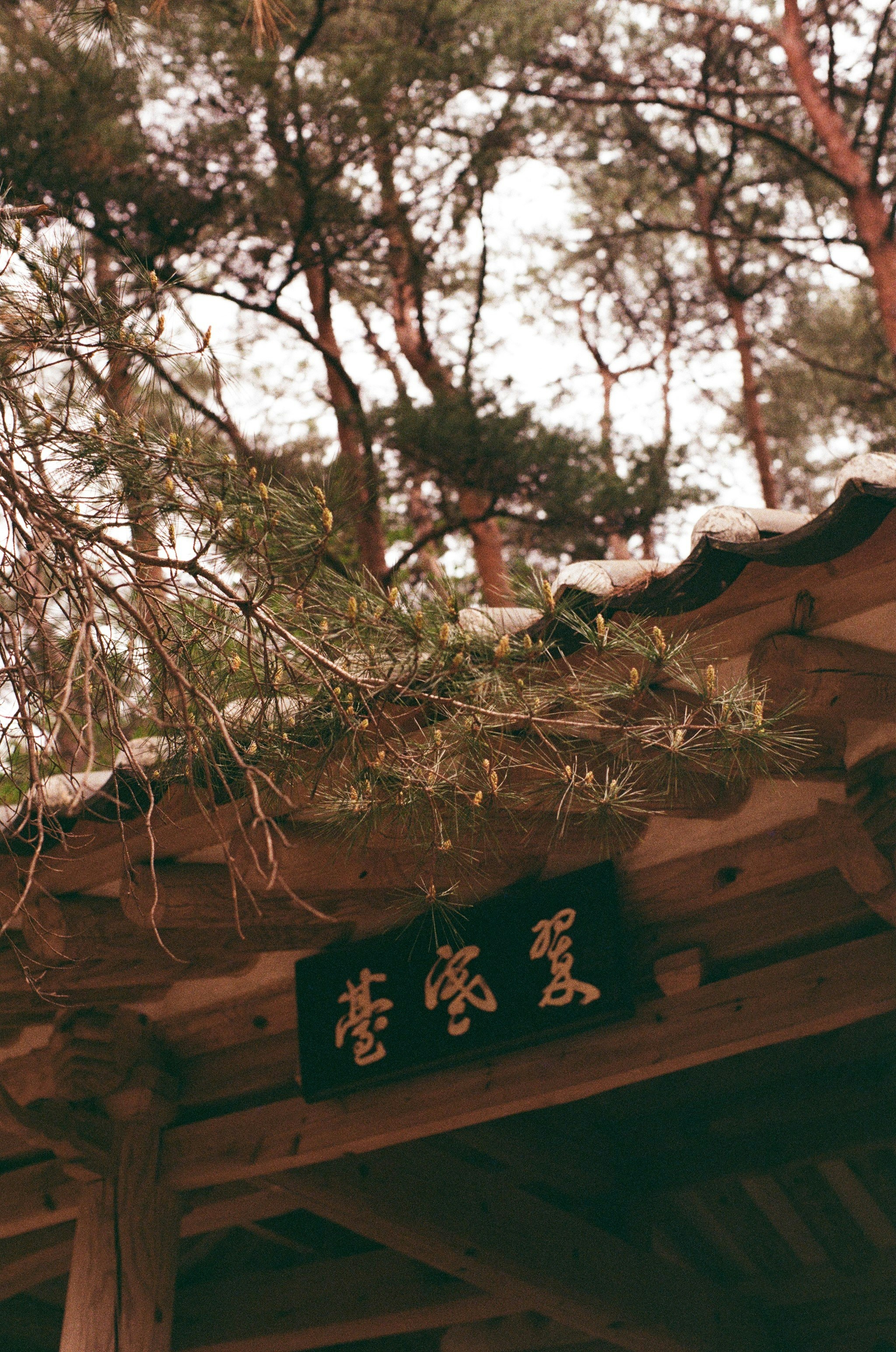 Photo by hanzlog