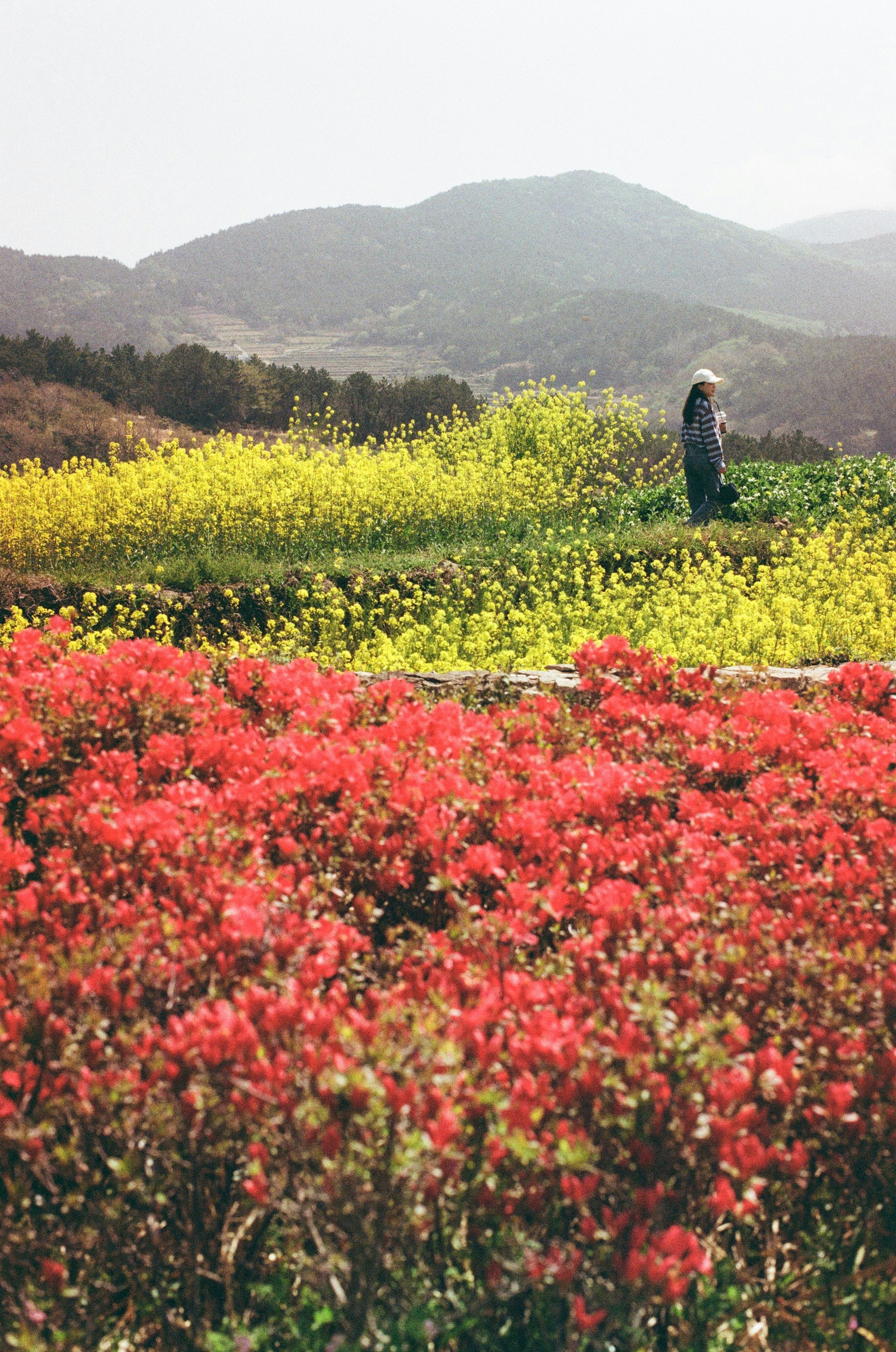 Person in a field of red and yellow flowers.